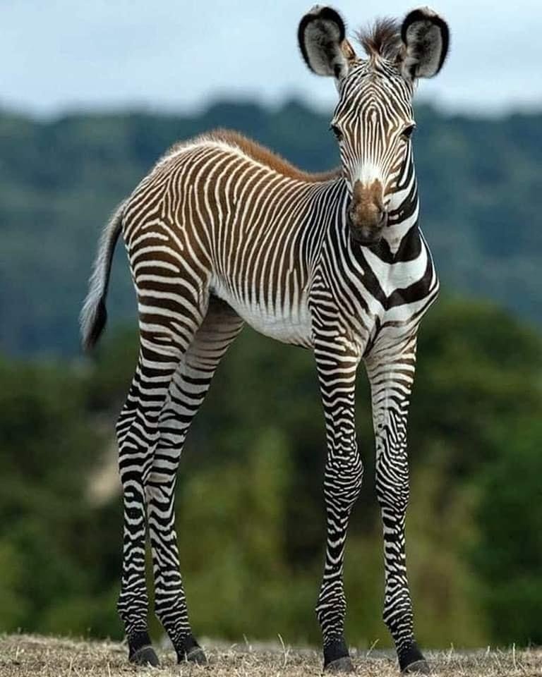 Baby zebra.jpeg