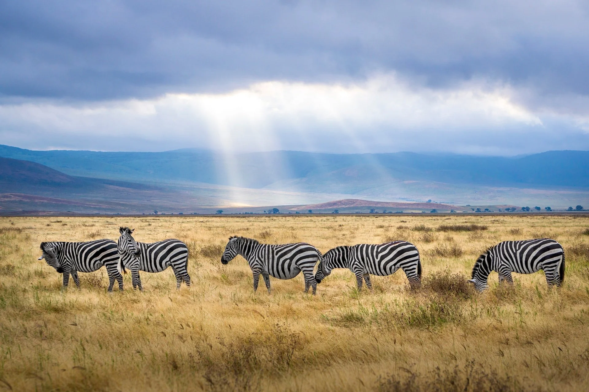 AF-Tanzania-Zebras-2862070.jpg