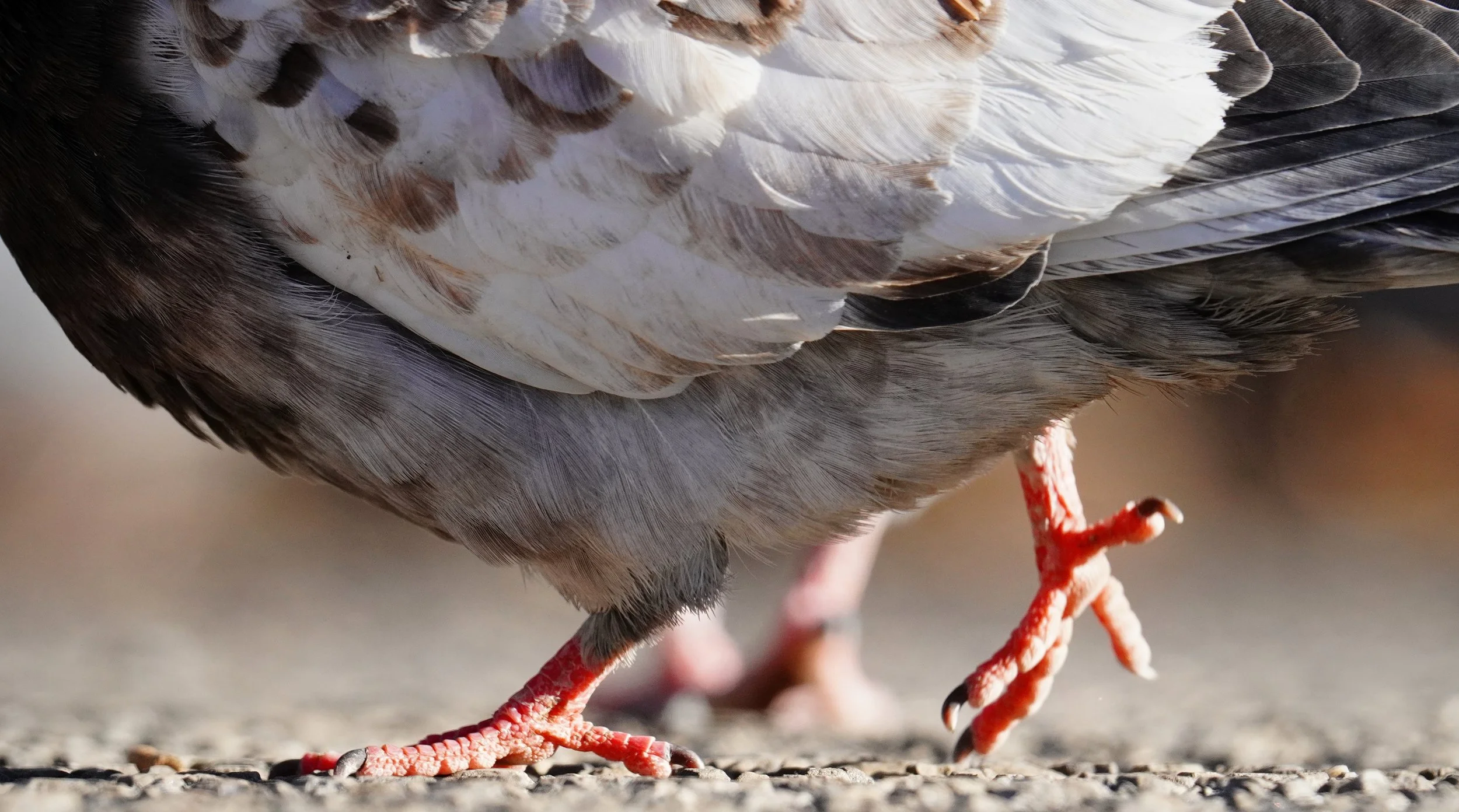 Destringers' Field Guide — distrustful-dinosaurs