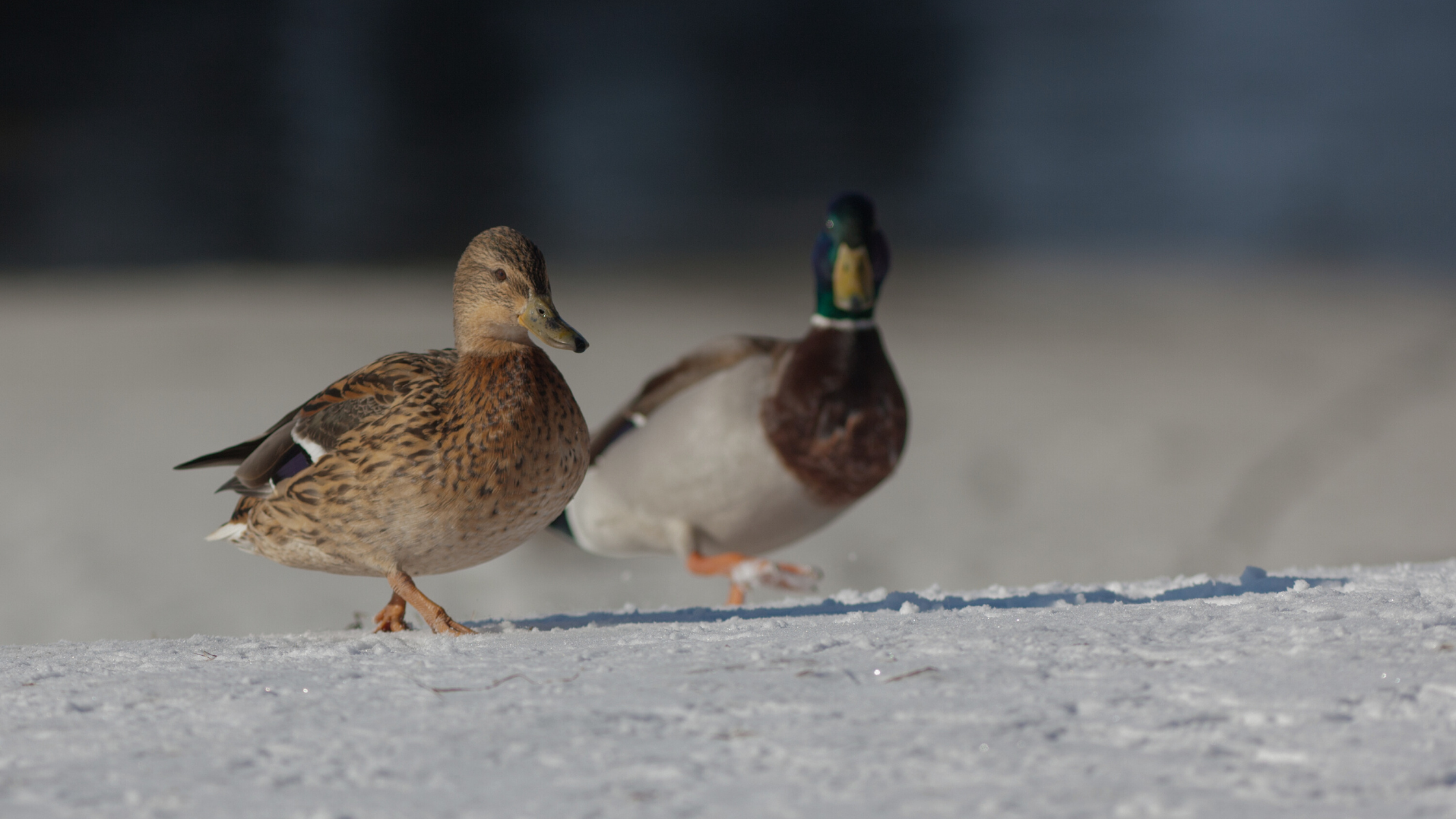 Life, Laughter, and Lessons from Viral Ducks — Stephen Glasser