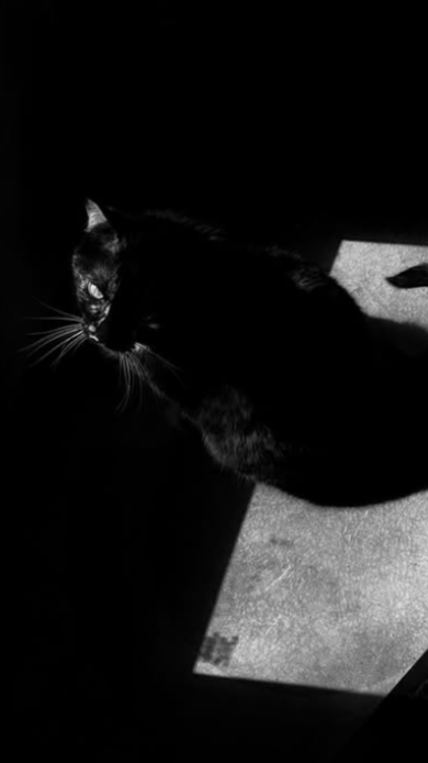 Black and white image of a cat