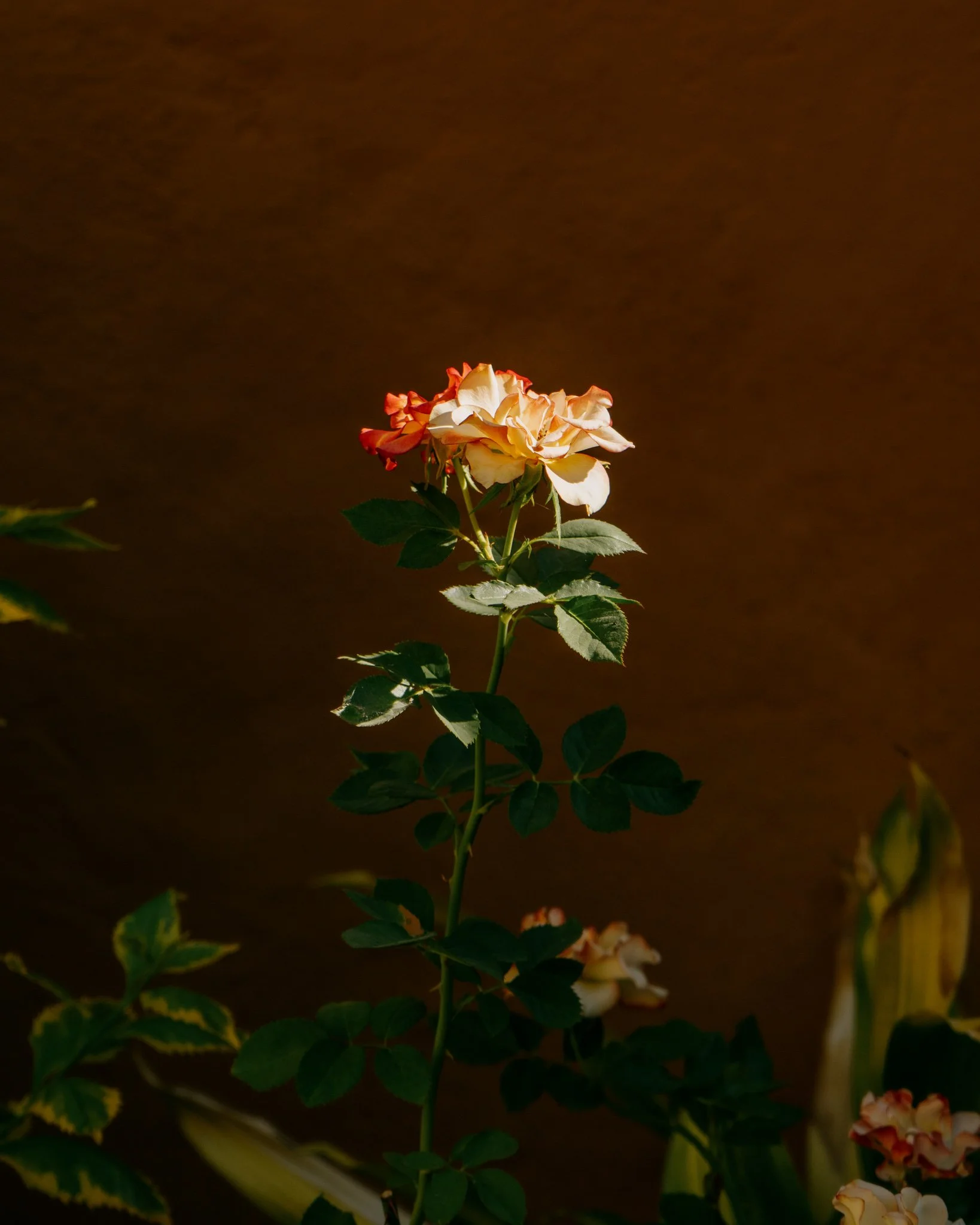 a6500-2024-12-Mexico-Web-Res-27.jpg