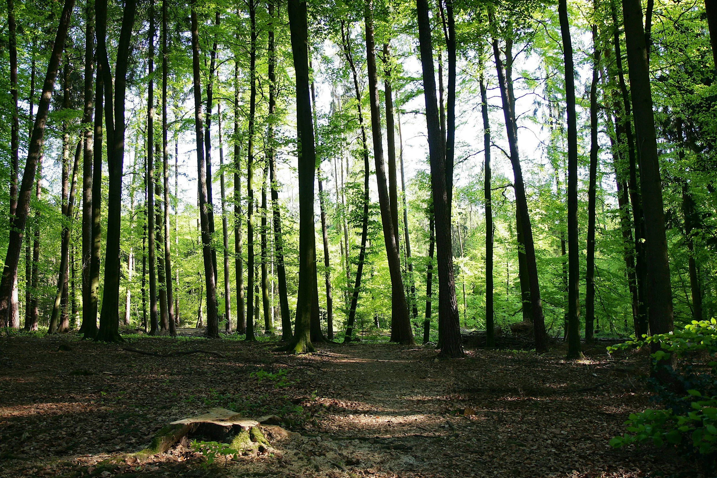 Compassion for the Earth through Forest Bathing