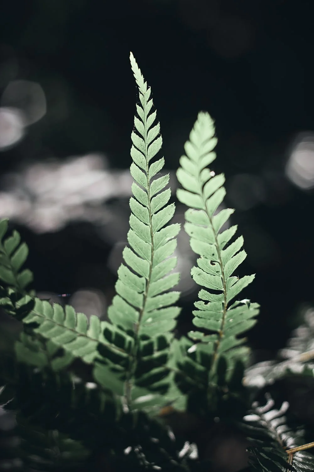 two fern sprigs side by side, one longer than the other