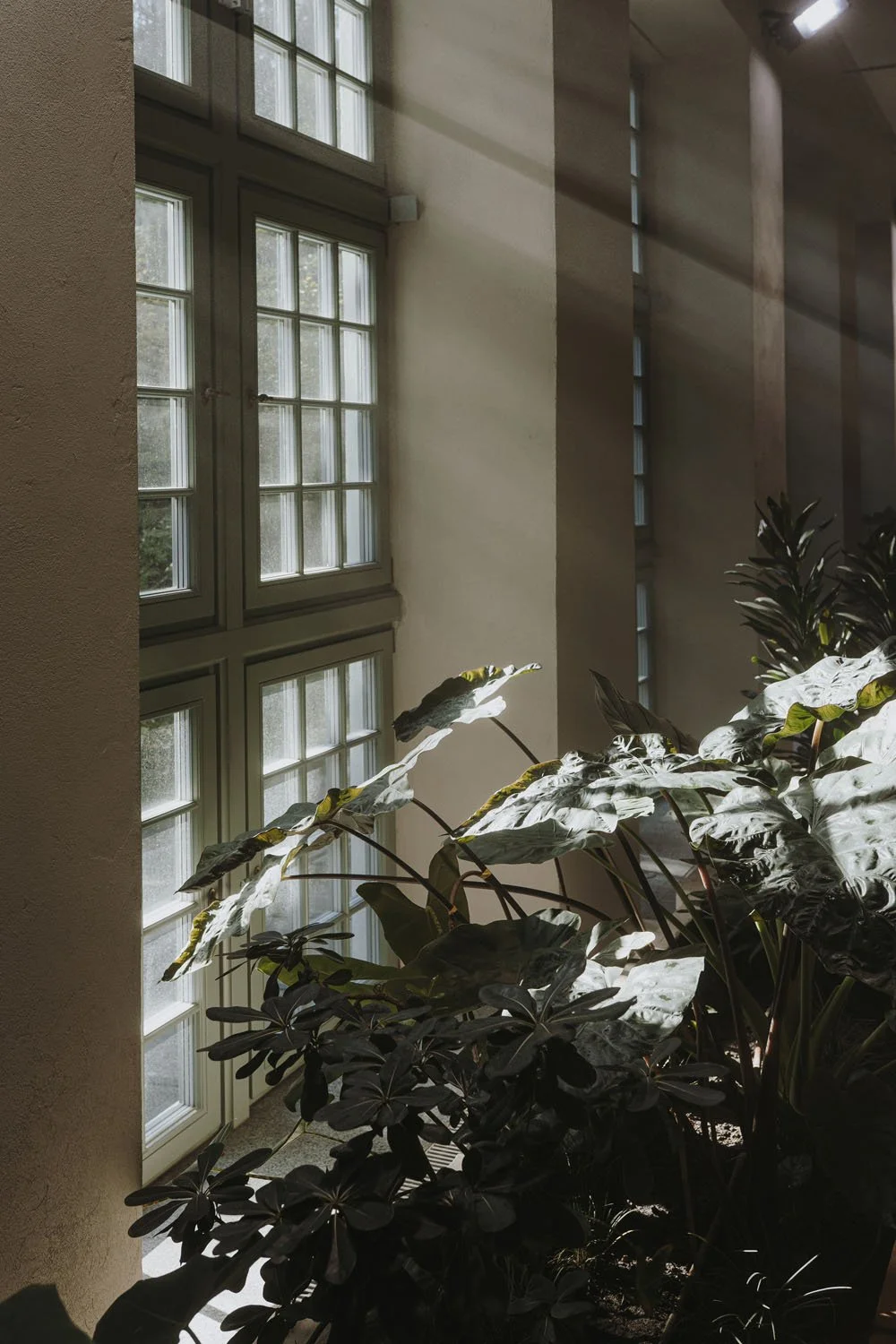 large plant near window with light streaming in