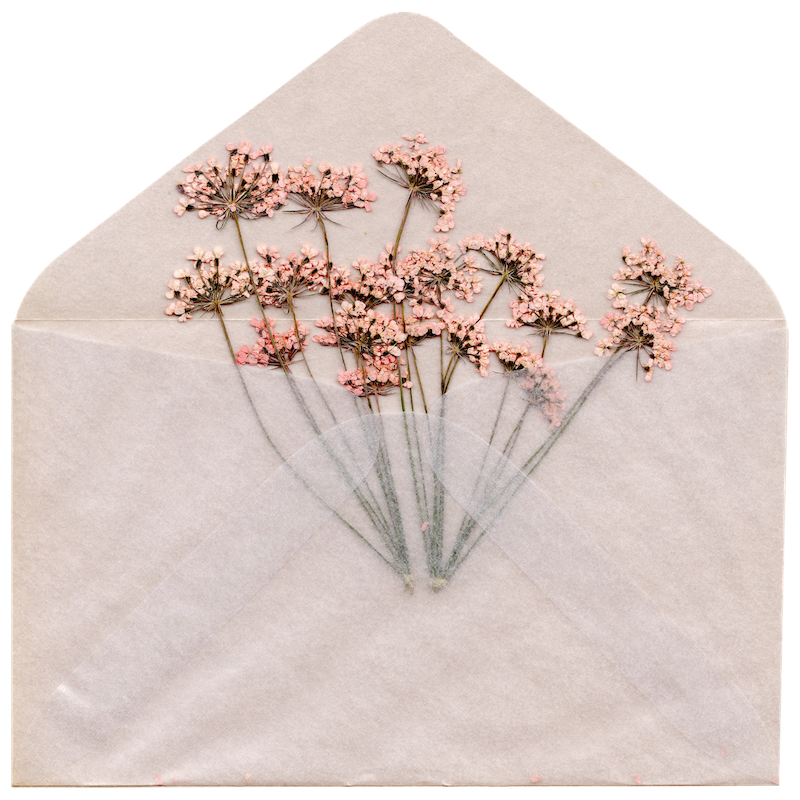 envelope filled with dried flowers