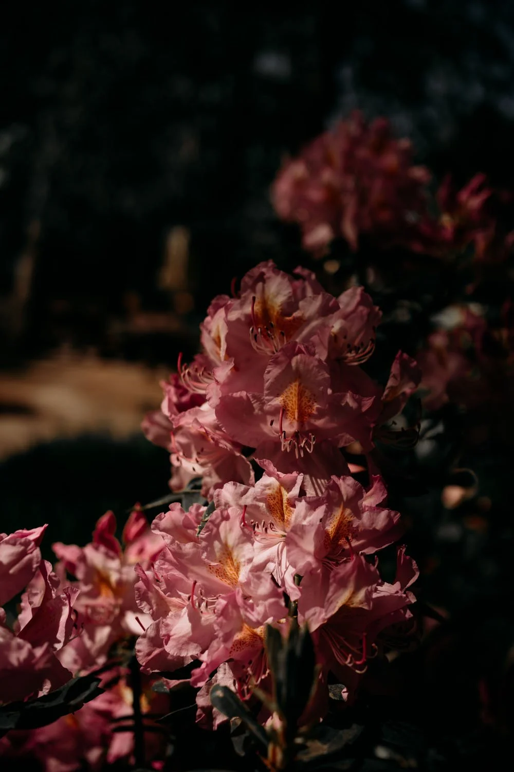 Pink Azalea fading to black
