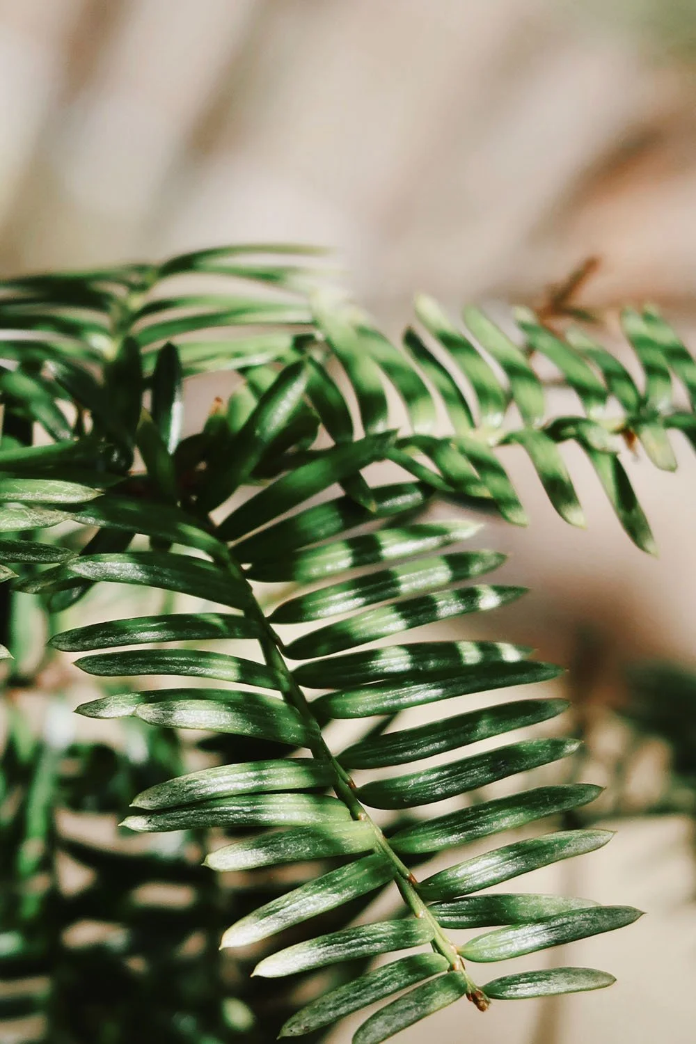 close up of green fern with shadow in background