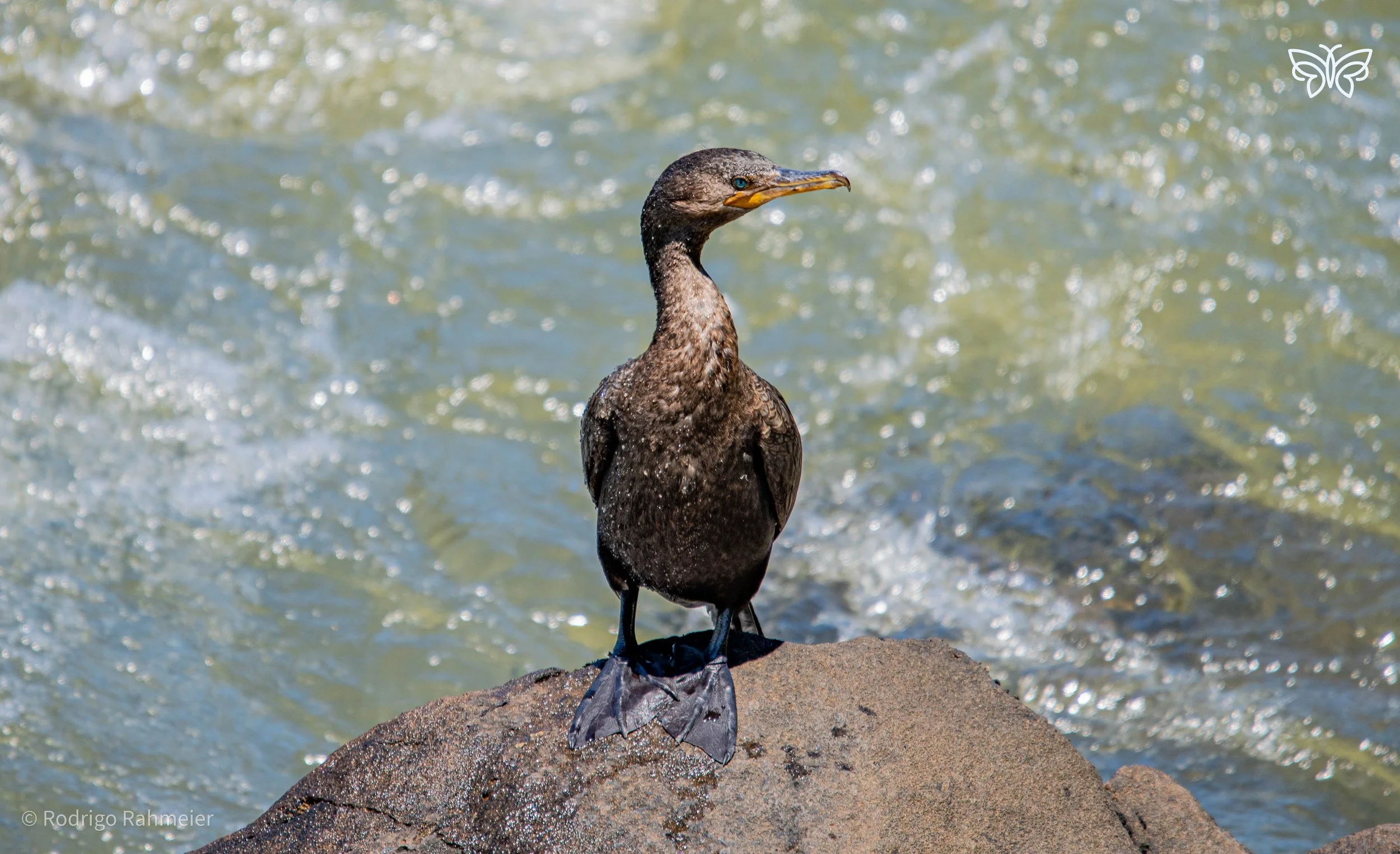 Cormorant bird at the catwalk leading to the Devil's throat
