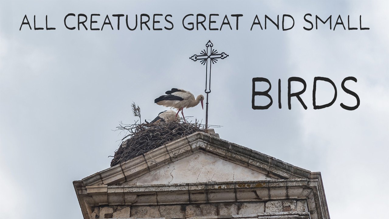 All Creatures Great and Small: Birds