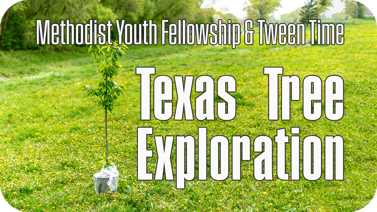 Tween & Youth: Texas Tree Exploration
