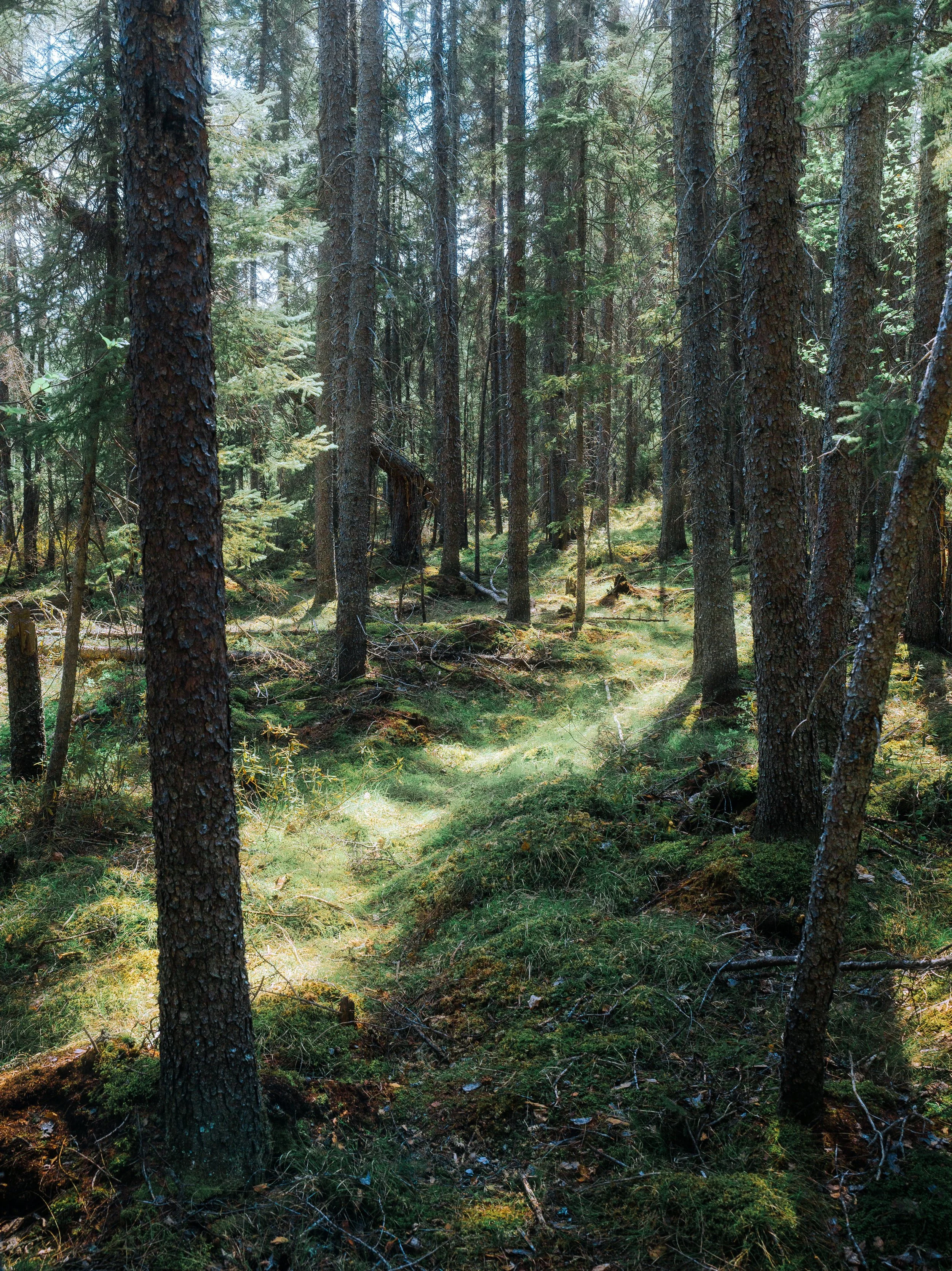 A dense forest with tall pine trees, mossy ground, and sunlight filtering through the branches.