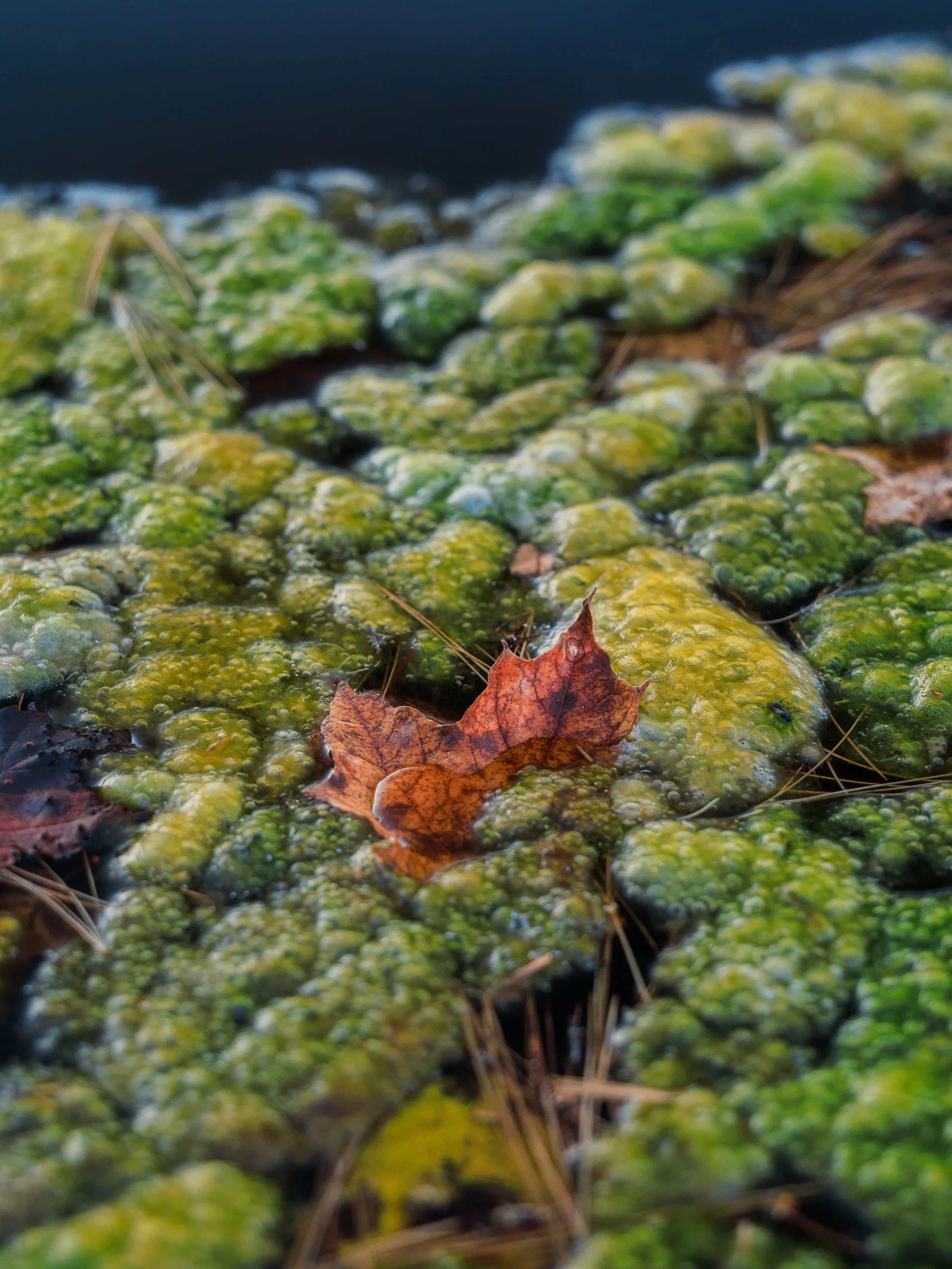 Leaf in the algae in Jay Cooke State park