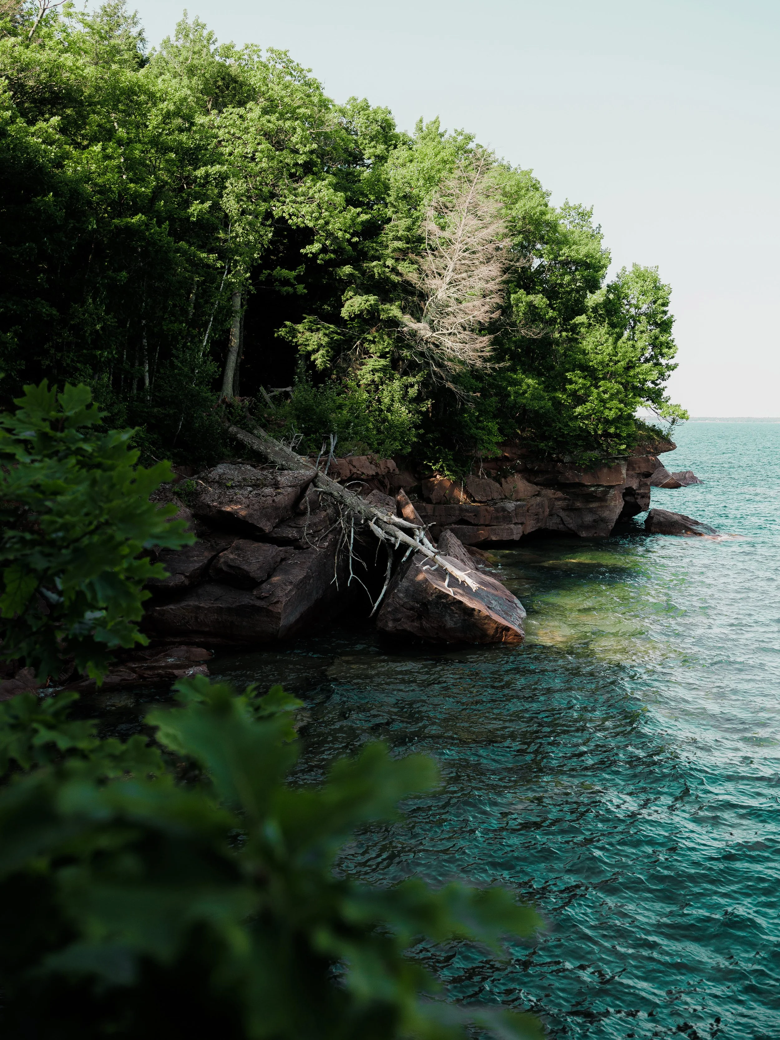 View of a rocky shoreline with dense green foliage and trees, some with bare branches, next to a body of water under a clear sky.