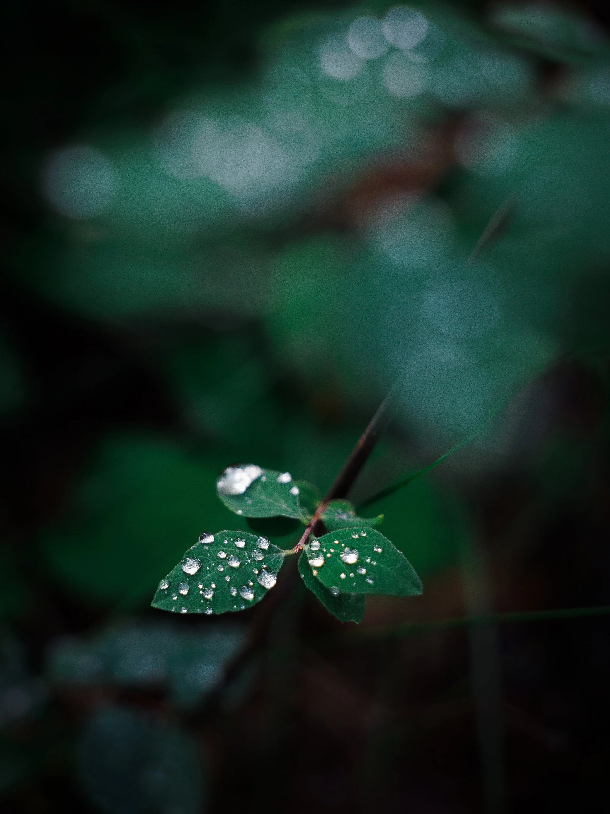Leaf with droplets