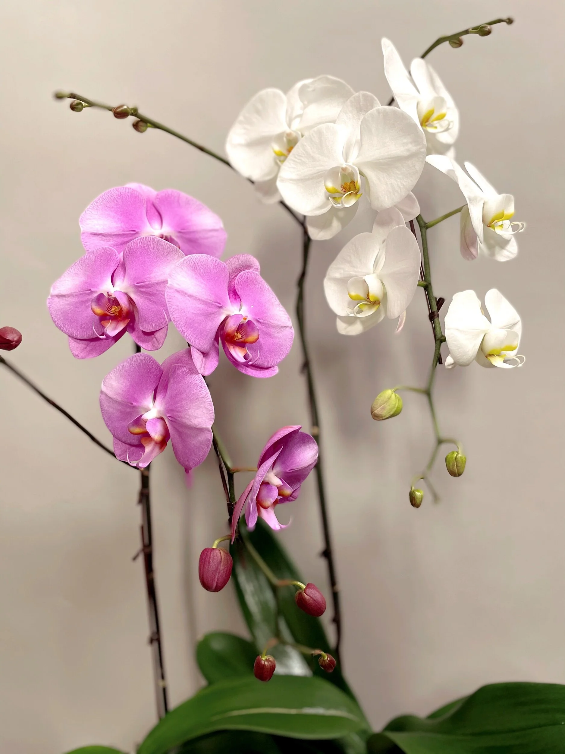 E69A1ABC-A49E-4FDF-9CF0-AA0406C665AB