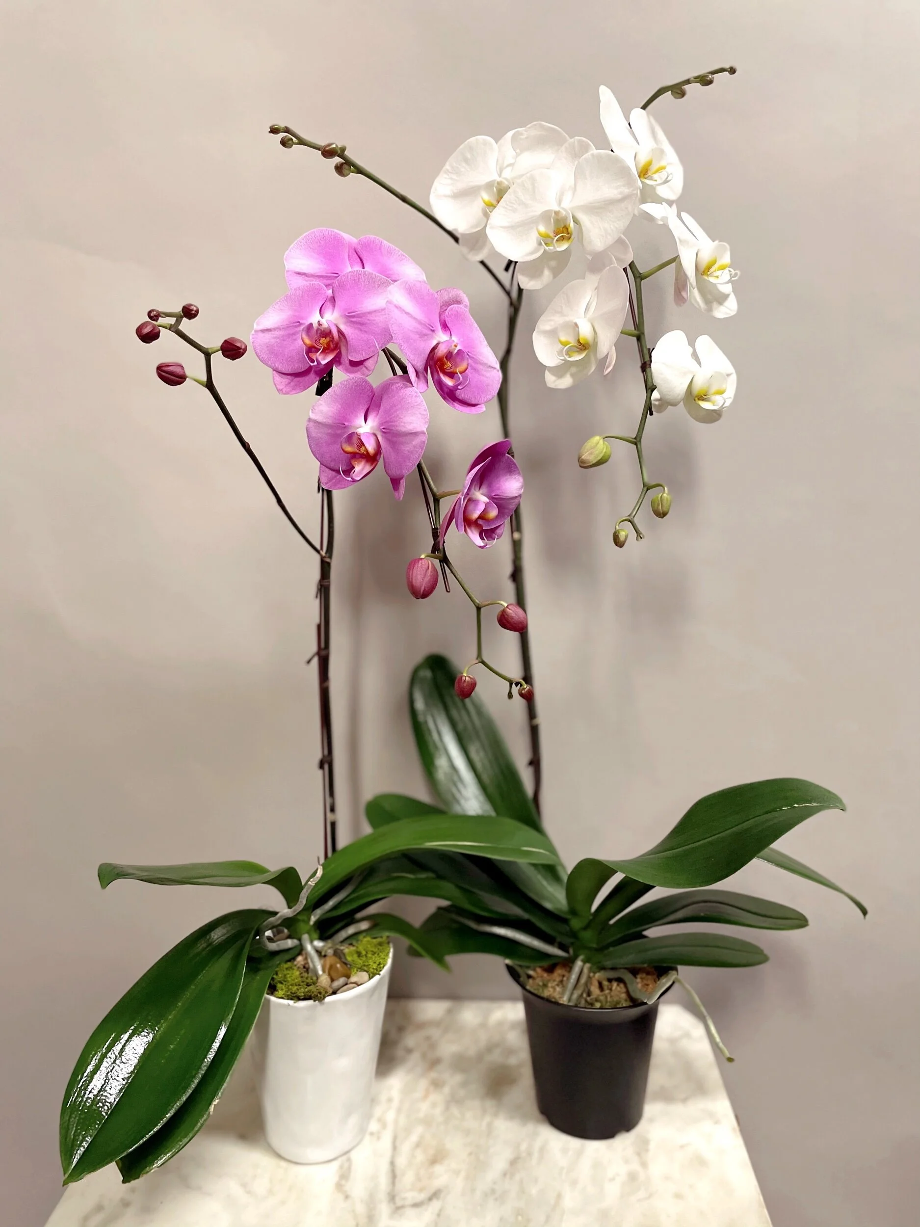 A94C800A-C914-44F4-B7B0-3DC4CA66CEBF