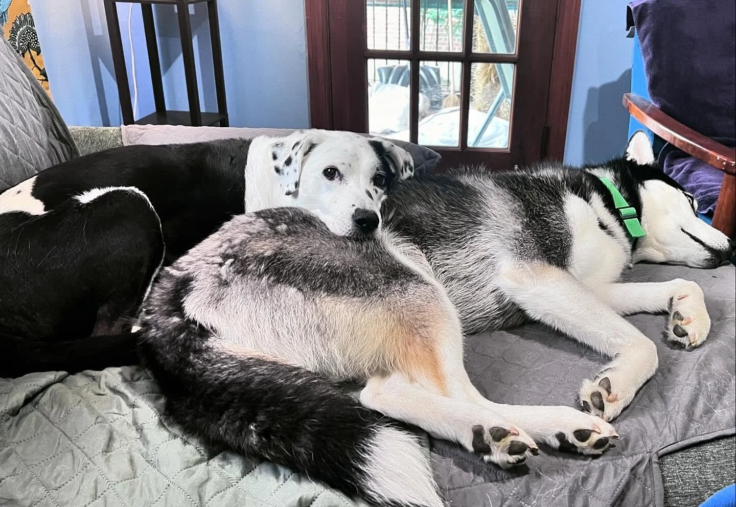 Just had to share some evidence that every once in a while, these two nemeses get along for five minutes, at least once in a blue moon 💕