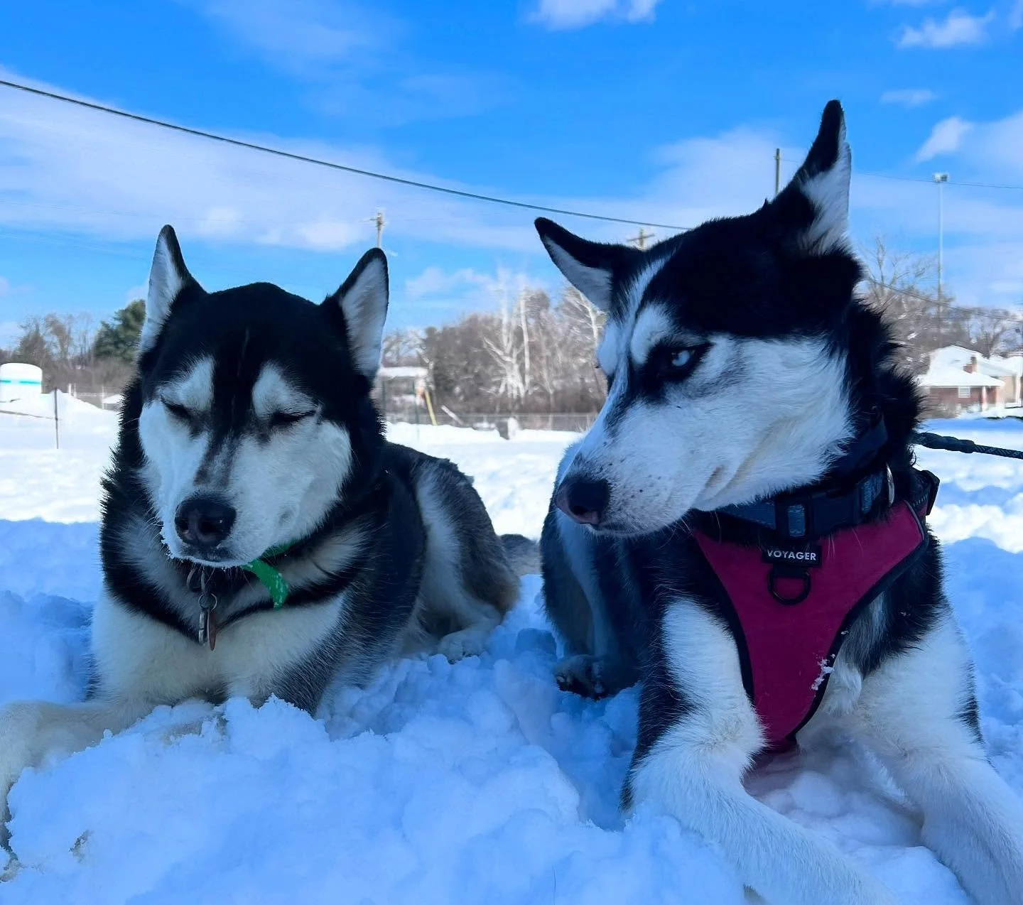 My perfect boyz 😘😘(just kidding; they&rsquo;re the most disrespectful little shits, but they&rsquo;re mine) Lemmy and Ivar 🐾 are the bosses of me these days