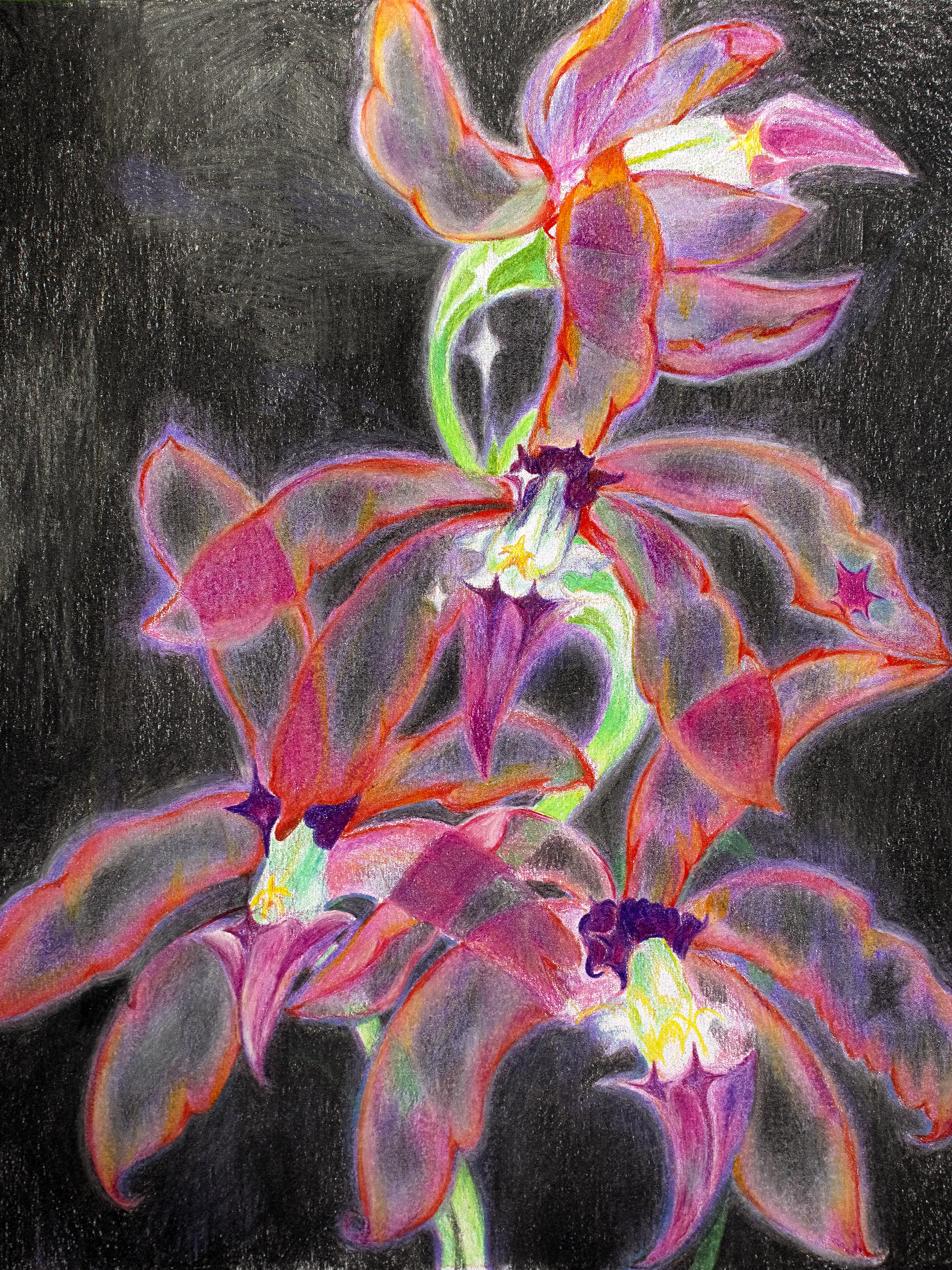 Orchid+dreams2.png
