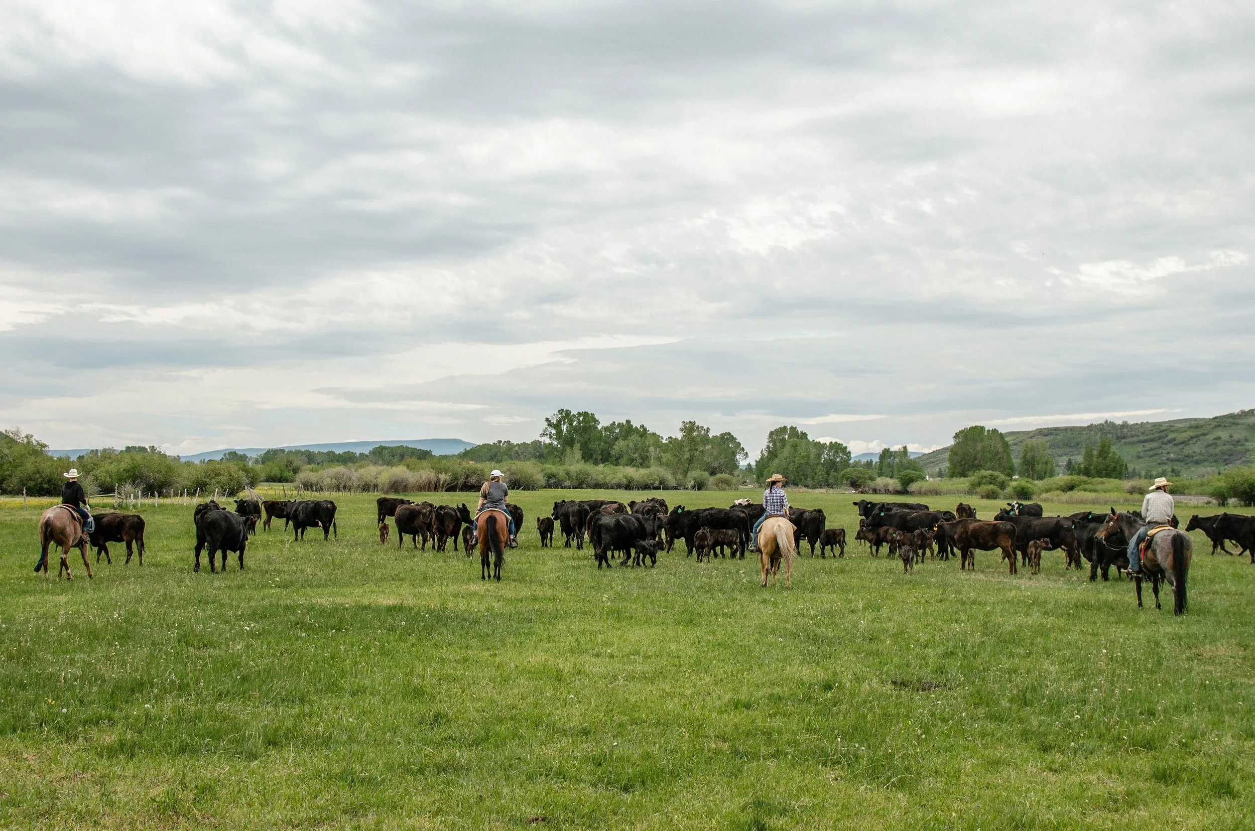 Grass-Fed Wagyu Beef Colorado — Yampa Valley Ranch