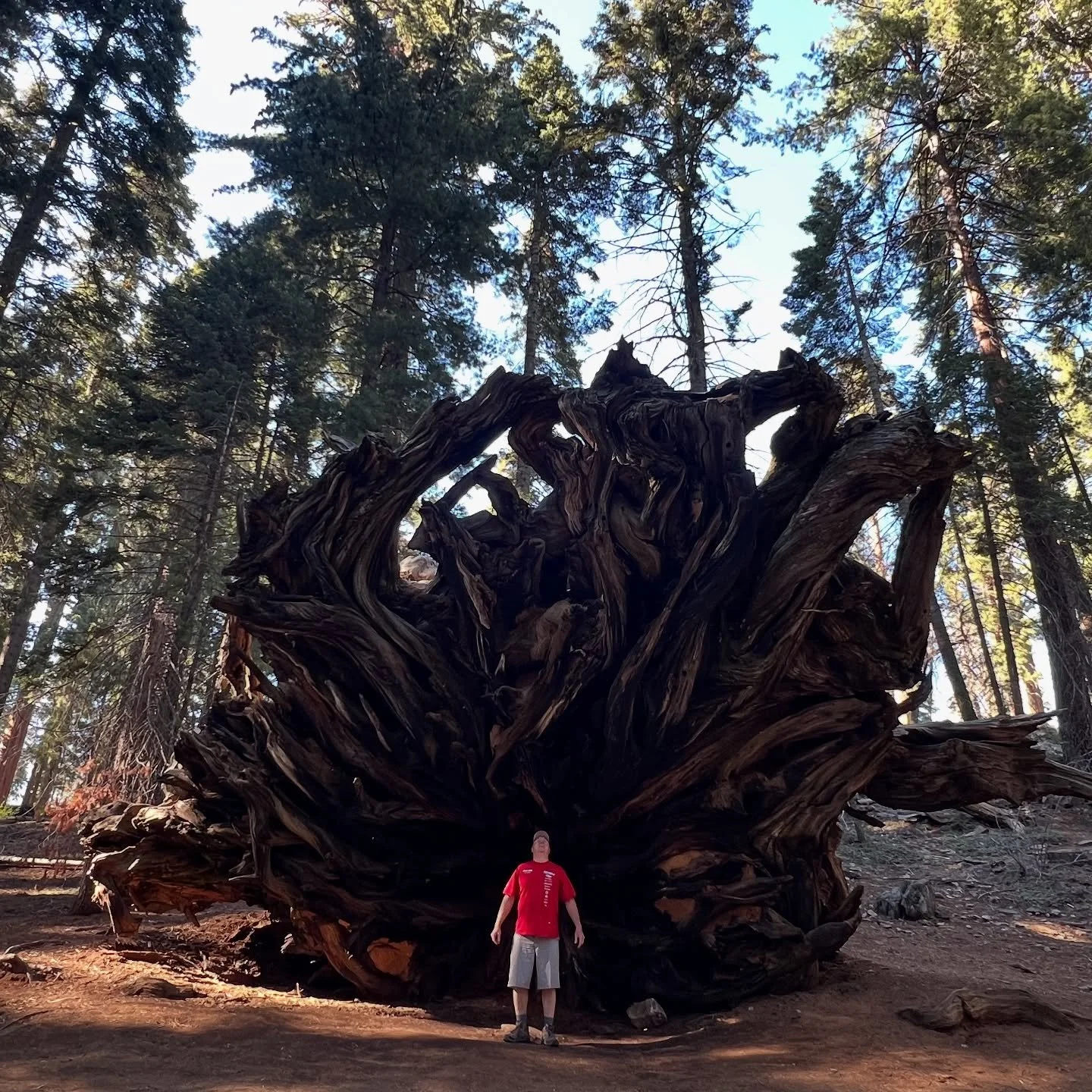 Sequoia, not in the fog. These are some seriously huge trees. The size of the roots are mind blowing. #biggasstrees