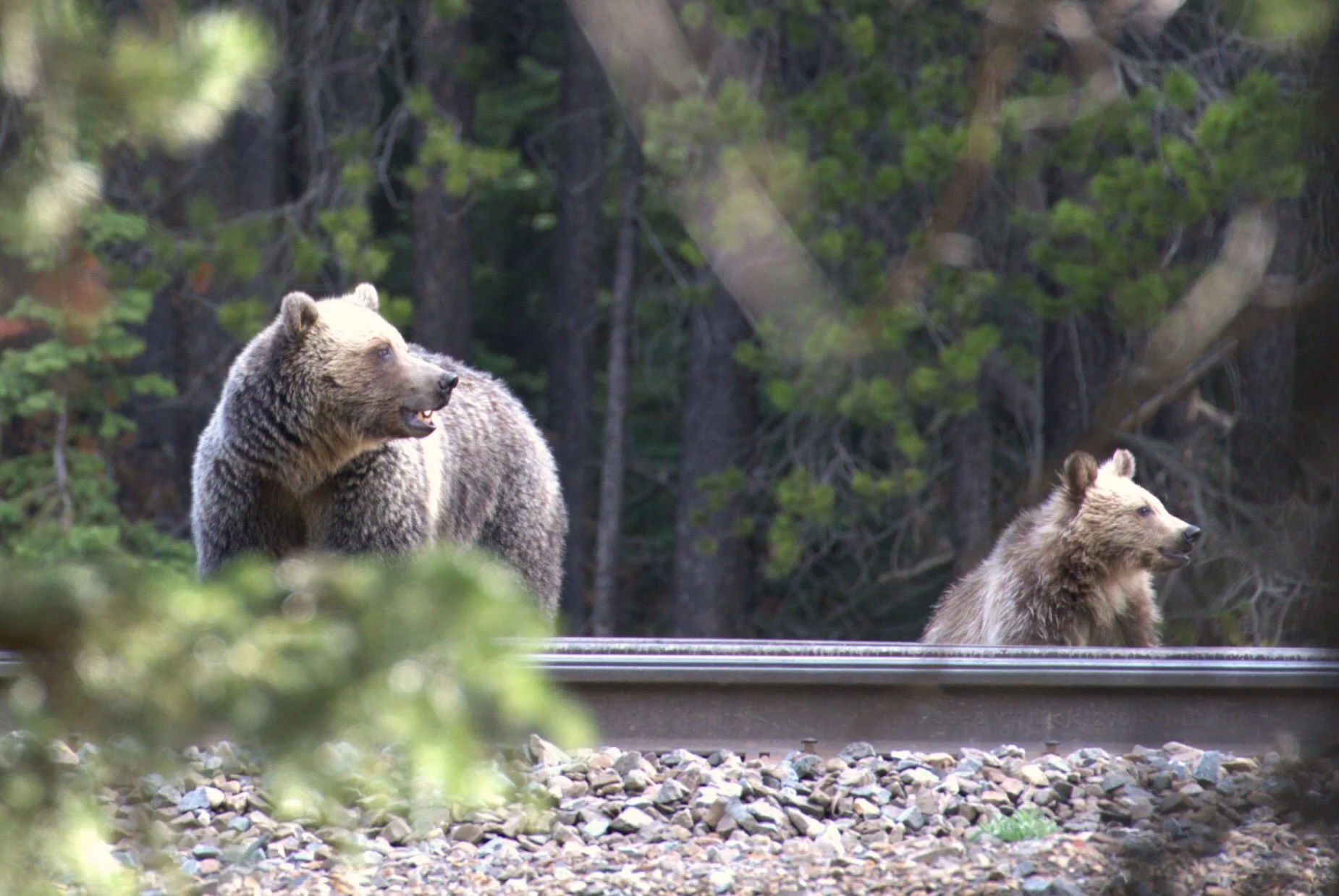 We have seen quite a bit of wildlife on our trip through Canada and to Alaska so far. 

✅ Grizzly Bears - Mama and Cubs
✅ Black Bears
✅ Foxes - The whole family (and one kid with a squirrel in its mouth)
✅ Wolves
✅ Caribou
✅ Sheep
✅ Baby Bison and a 