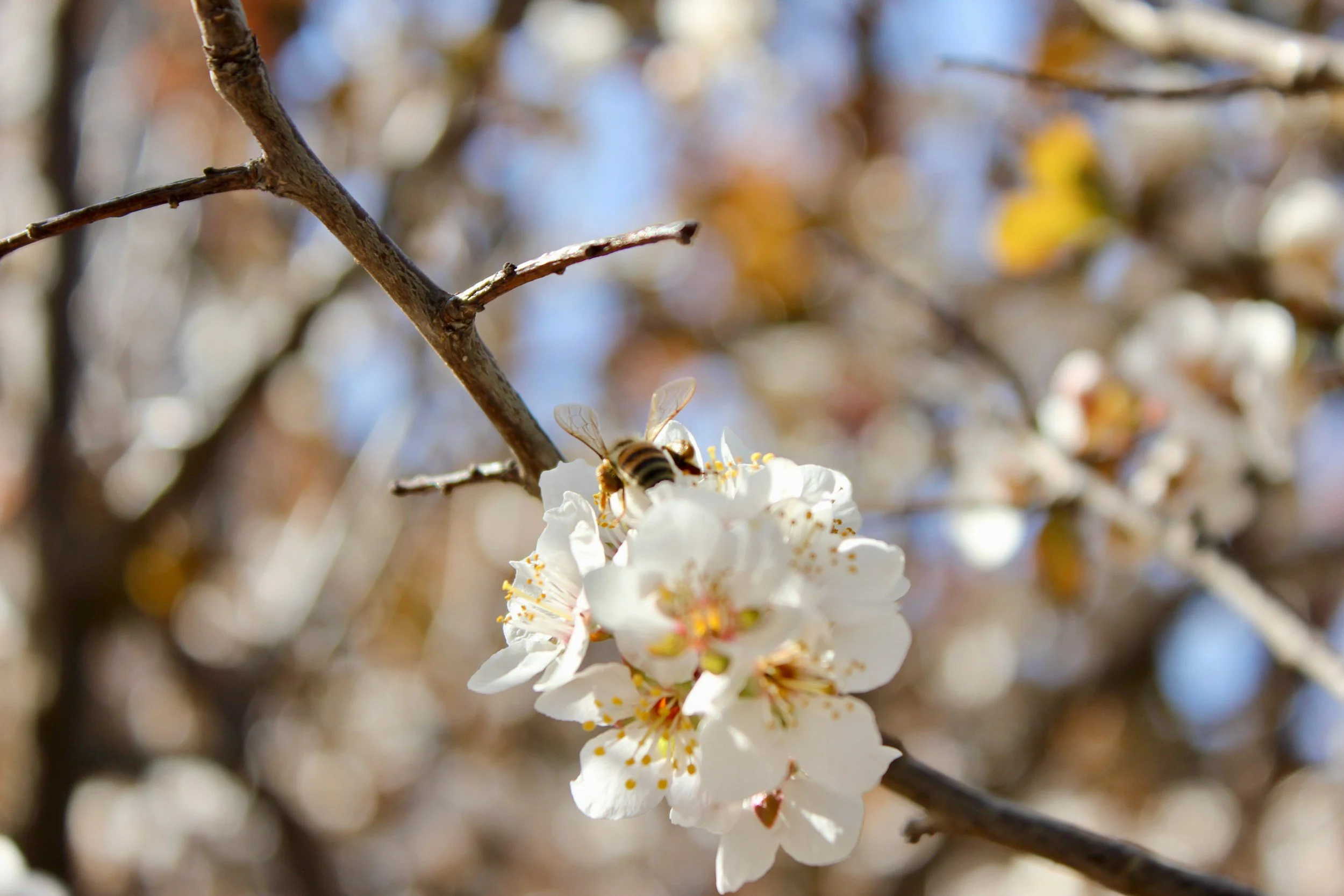 POLLINATOR HEALTH & ECOSYSTEM SERVICES humanculture