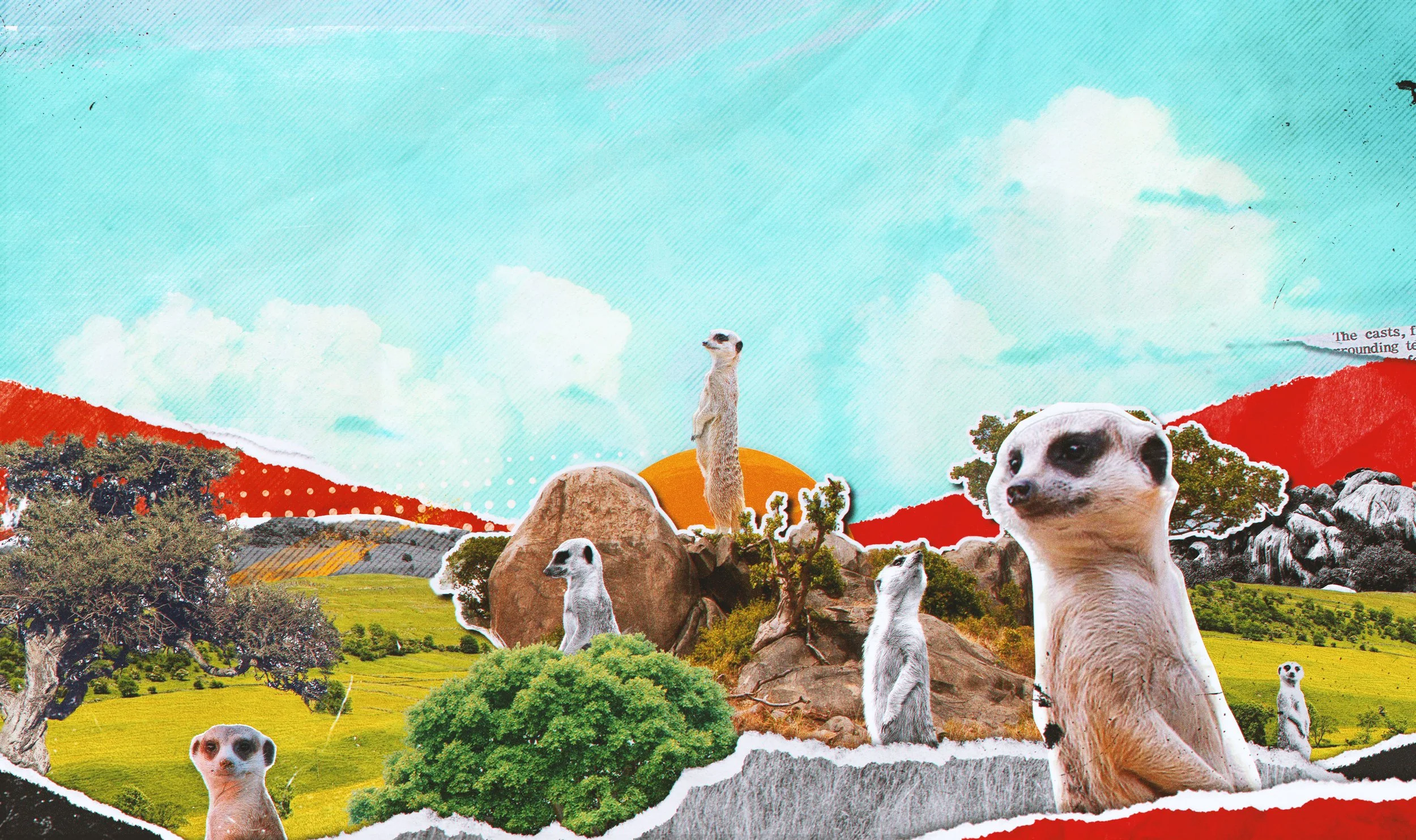 meerkat_05.jpg