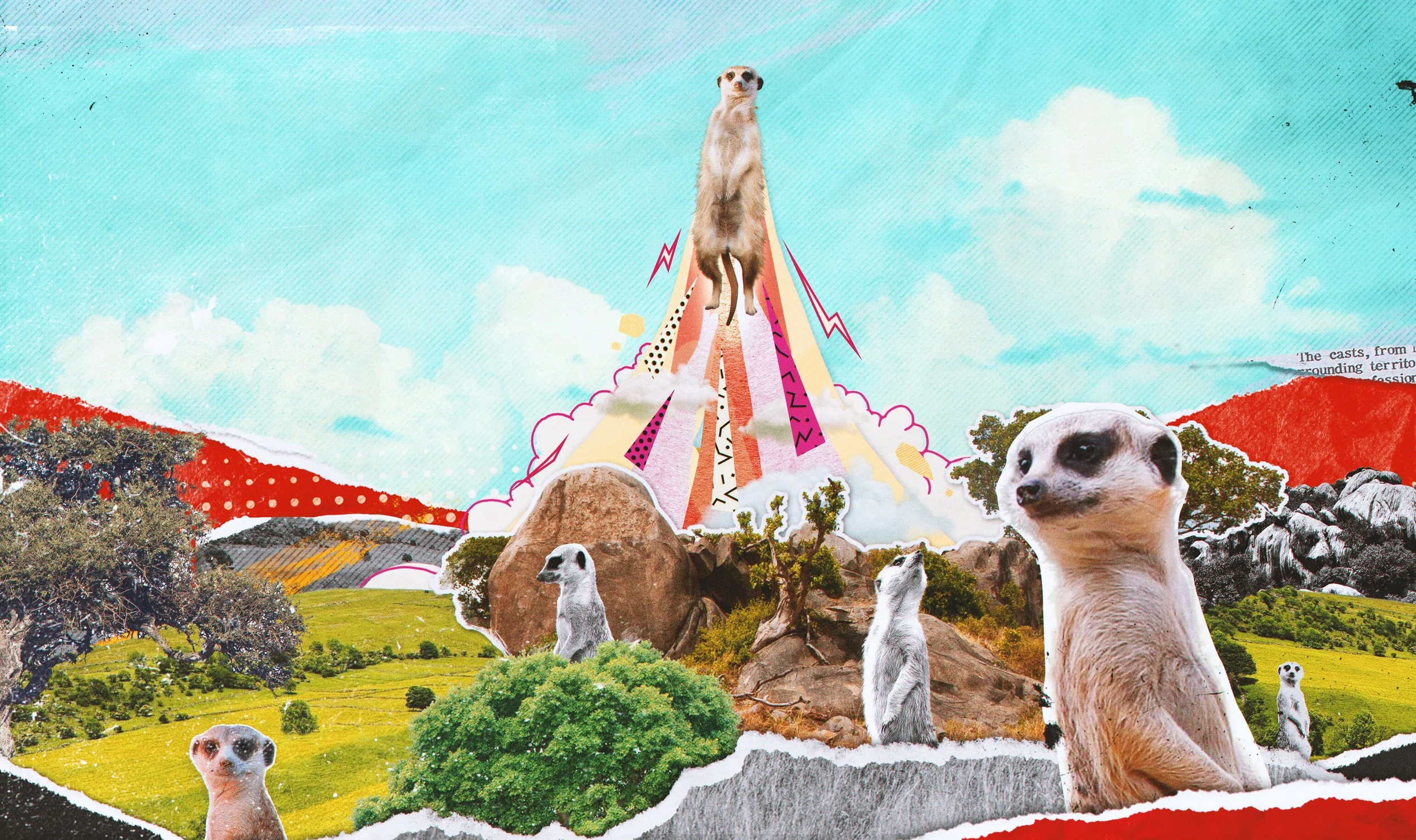meerkat_05b.jpg