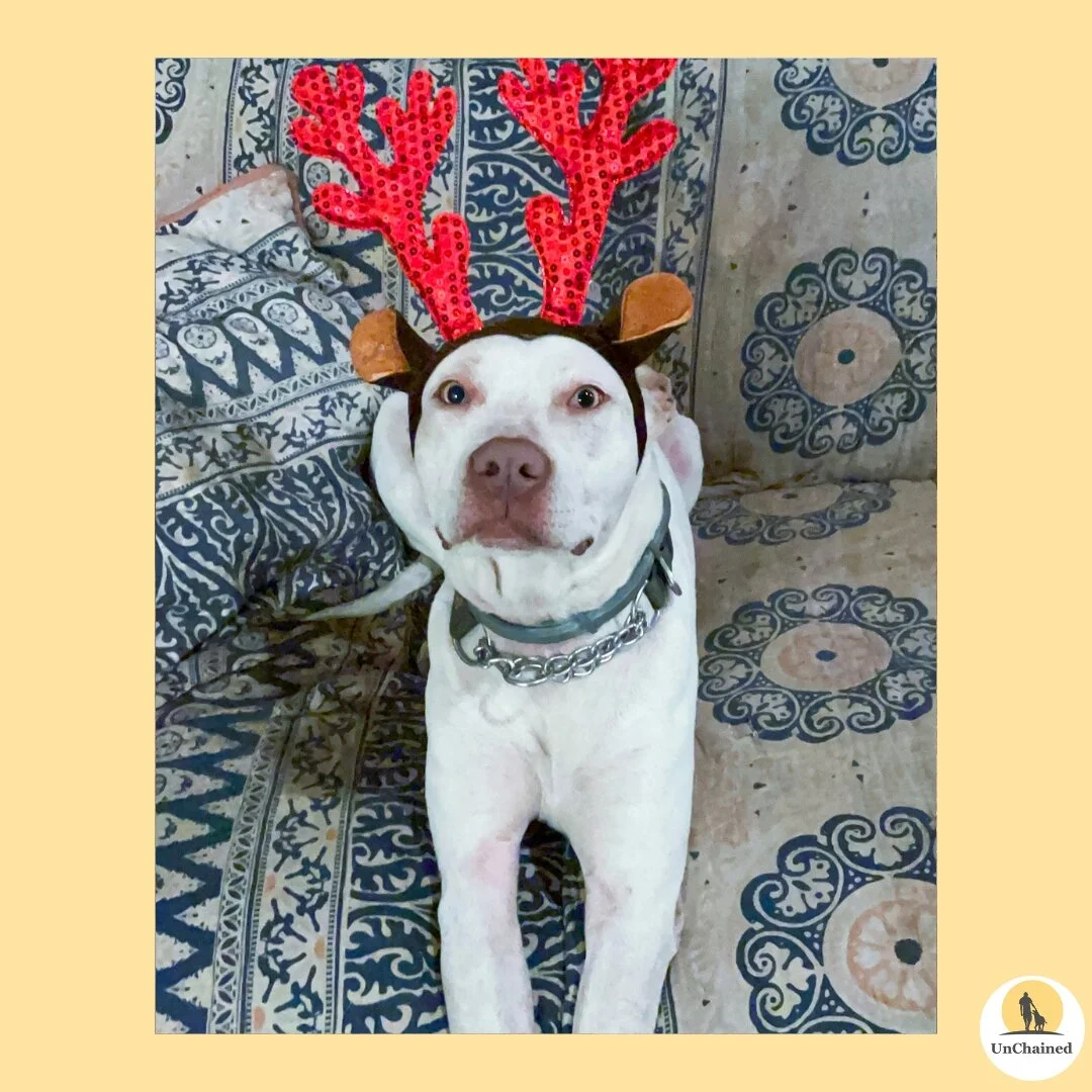 𝗛𝗲𝗿𝗲'𝘀 𝗮 𝘀𝗵𝗼𝘂𝘁𝗼𝘂𝘁 𝘁𝗼 𝘁𝗵𝗲 𝘂𝗻𝘀𝘂𝗻𝗴 𝗵𝗲𝗿𝗼𝗲𝘀 𝗼𝗳 𝗼𝘂𝗿 𝗨𝗻𝗖𝗵𝗮𝗶𝗻𝗲𝗱 𝘁𝗲𝗮𝗺! 🐕

The behind-the-scenes work that goes into cultivating quality partnerships in the community is invaluable, and we are so grateful for a