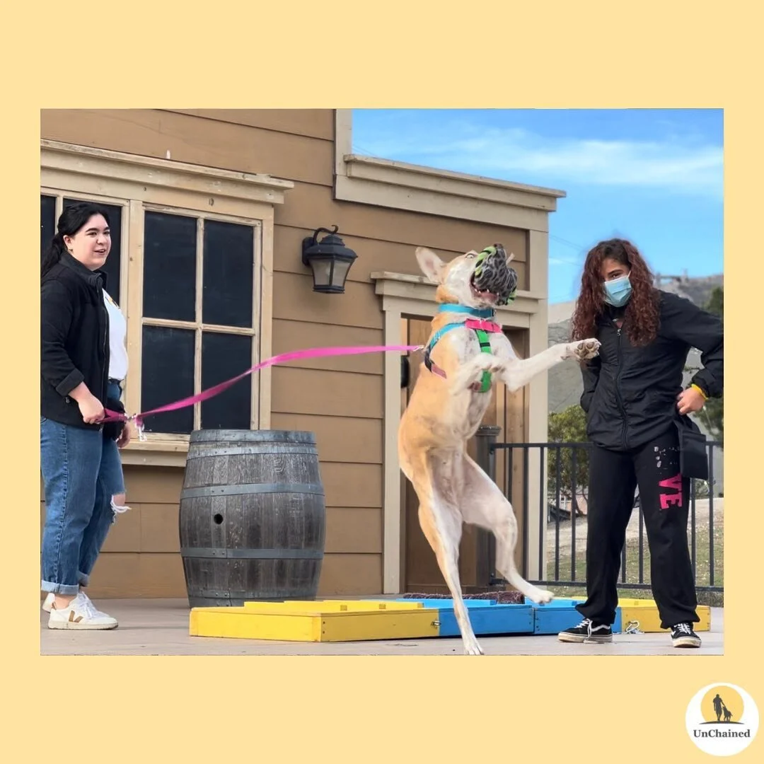 𝗥𝘂𝗯𝘆 𝗥𝗼𝘀𝗲 𝗮𝗸𝗮 "𝗦𝘂𝗸𝗶" 𝗶𝘀 𝗮𝗻 𝗮𝗺𝗮𝘇𝗶𝗻𝗴 𝗮𝗱𝗼𝗽𝘁𝗮𝗯𝗹𝗲 𝗱𝗼𝗴 𝘄𝗵𝗼 𝗵𝗮𝘀 𝗯𝗲𝗲𝗻 𝘁𝗵𝗿𝗼𝘂𝗴𝗵 𝗶𝘁 𝗮𝗹𝗹. ❤️&zwj;🩹⁣
⁣
Graduating from our Canines Teaching Compassion program at the Rancho Cielo Youth Campus 