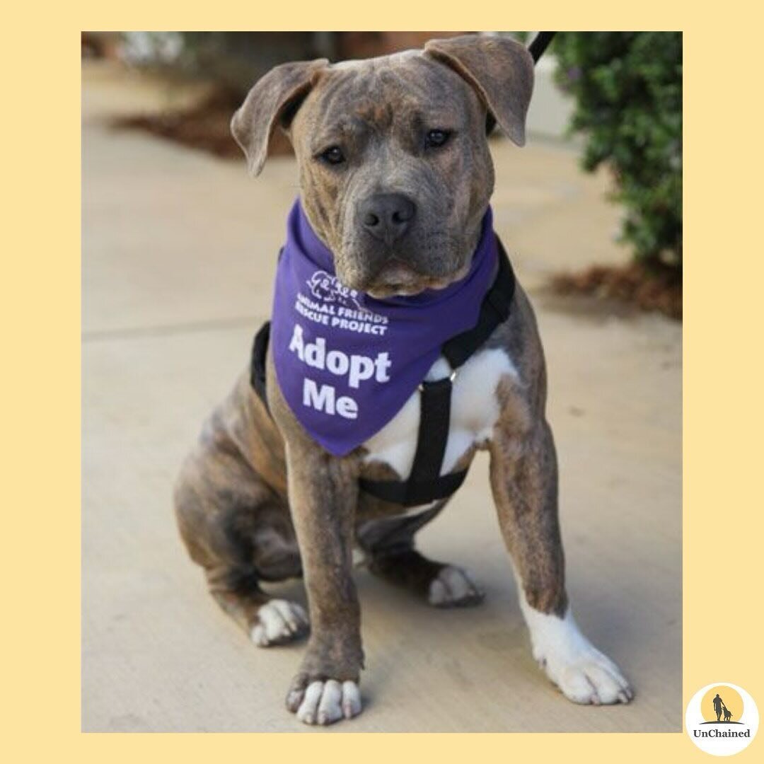 🌈 Honoring Pudge: A Beacon of Love and Learning 🌈

Pudge&rsquo;s transformative journey showcases the core of our Canines Teaching Compassion program. 💛 His path from Rancho Cielo Youth Campus to a loving forever home exemplifies the profound chan