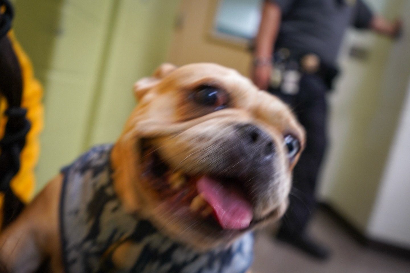 There is a new face in the halls. 🐾

We are thrilled to introduce Gigi, the very first dog in our new Dogs In Residence program at Monterey County Juvenile Hall in Salinas in partnership with @montereycountyprobation. 🏛️

This program goes beyond a