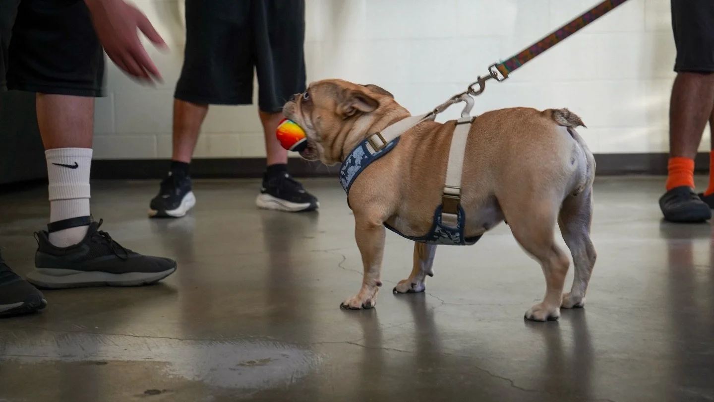 Play is a language. 🐾

It bridges the gap where words often fail. For a dog like Gigi, and for the youth she works with, a game of tug or fetch is never just recreation. 🤸

It&rsquo;s a conversation.
It&rsquo;s a negotiation of boundaries.
It&rsquo