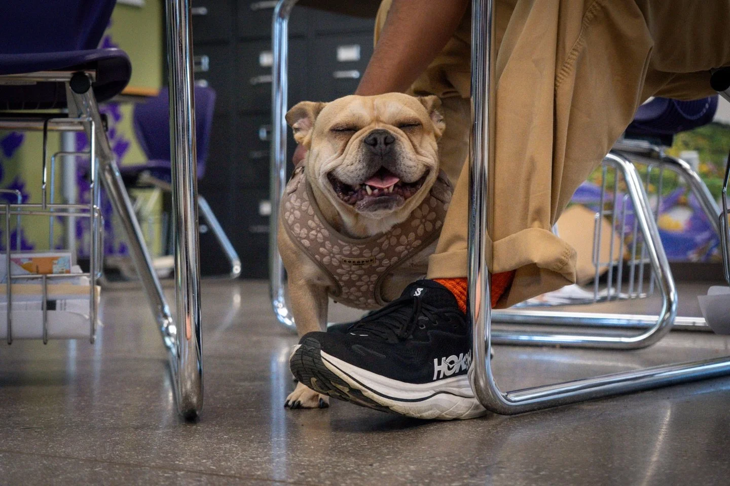 Setting the stage. 🎒

Before we ask Gigi to learn, we make sure she feels safe to try. That means treats are ready, water is fresh, and the leash is checked.

We don&rsquo;t just hope for a good session; we set it up. By managing the space around he