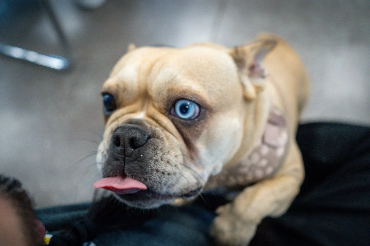 Real connection isn&rsquo;t about control. It is about trust. 🐕

We teach that the leash should always be loose. We want Gigi to choose to check in because she wants to, not because she is forced to.

It is a total vibe shift. It puts connection fir