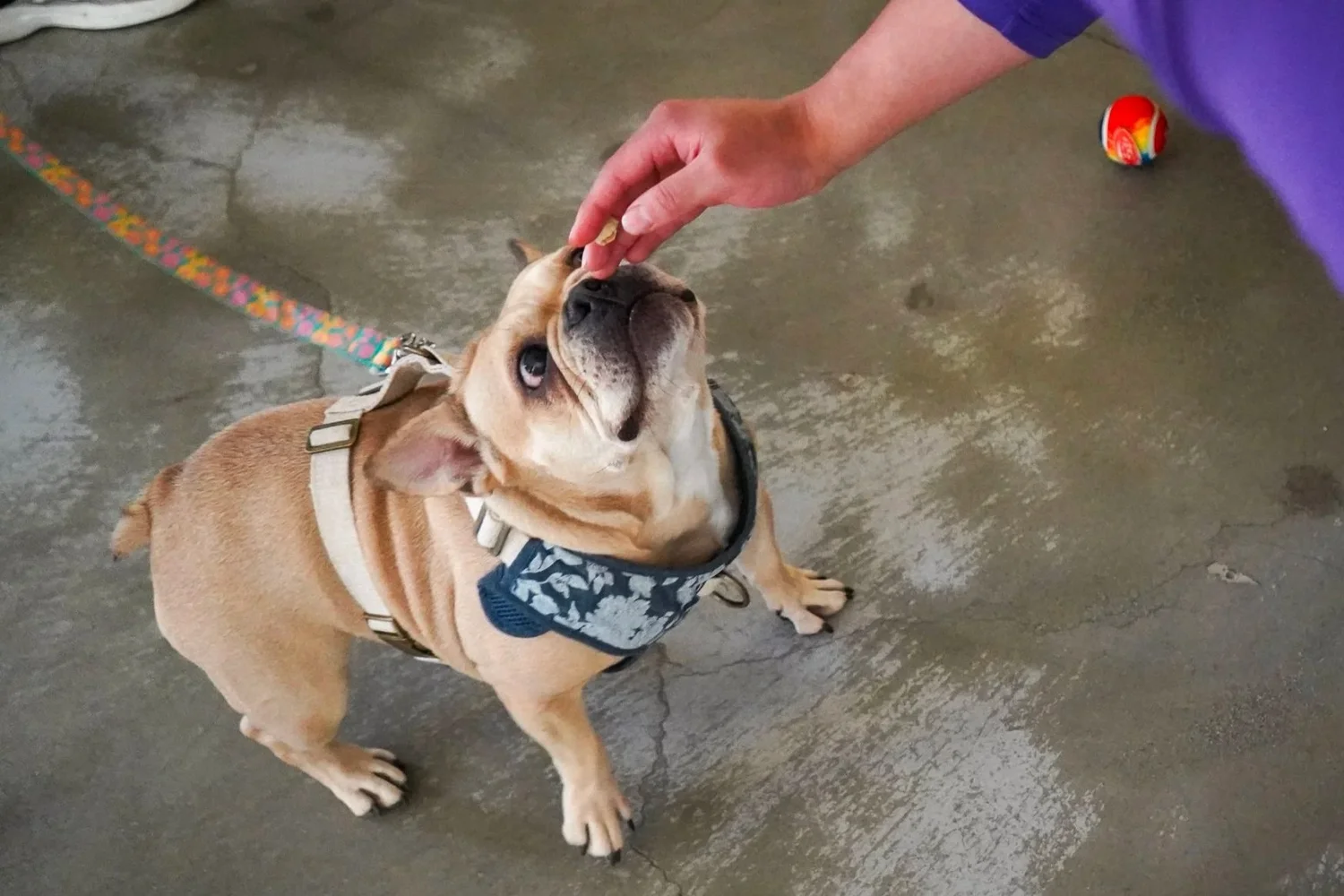 Gigi, UnChained’s resident canine representative, helping create connection inside Monterey County Juvenile Hall.