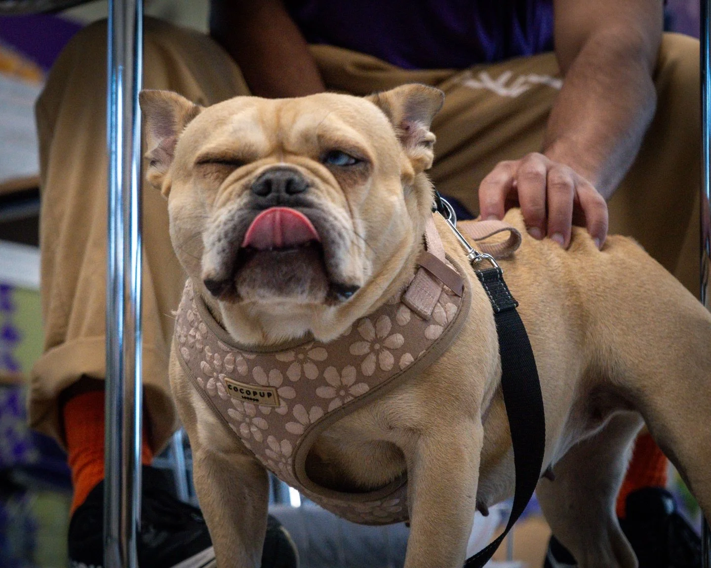 A mistake isn&rsquo;t a dead end. It&rsquo;s an opportunity. ❤️&zwj;🩹

When Gigi wanders off or doesn&rsquo;t sit, she isn&rsquo;t being difficult. She is just confused.

Instead of getting frustrated, our youth trainers are learning to pause and as