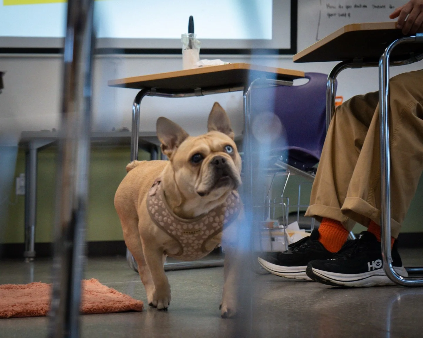 Learning leadership through service. 🫡
Before a leash is clipped or a cue is given, the real work begins.

Fresh water.
Clean blankets.
A swept floor.

These aren&rsquo;t just chores.
They are the way the youth tell the dog: &ldquo;You matter.&rdquo