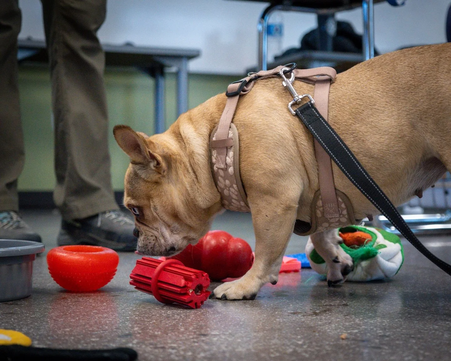 Love is a verb. 💛

Confidence comes from competence.
Every time Gigi masters a new behavior, the youth earns a quiet victory. ✨

&ldquo;I taught her that. I made that happen.&rdquo;

For justice-involved youth, this is critical.
It is the reclamatio