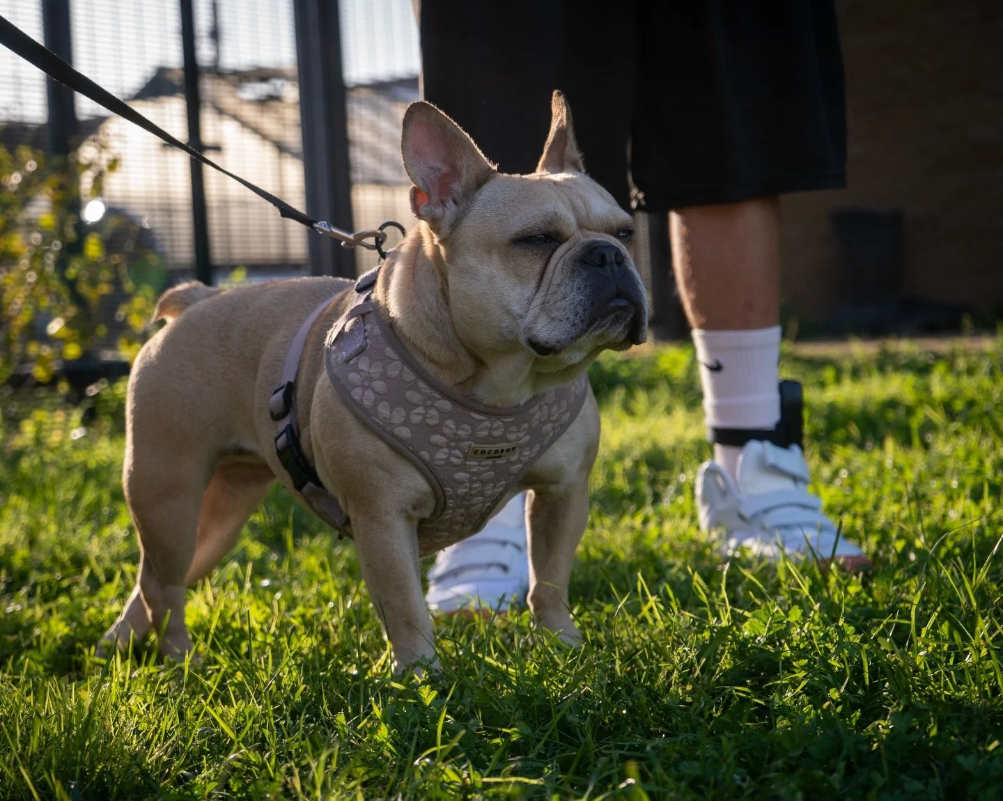 In a loud world, focus is a superpower. 🧠

The youth are working on &ldquo;&rdquo;Watch Me&rdquo;&rdquo; cues.
But to get Gigi to focus, they have to center themselves first.

They are learning a simple truth:
If the human is scattered, the dog is s