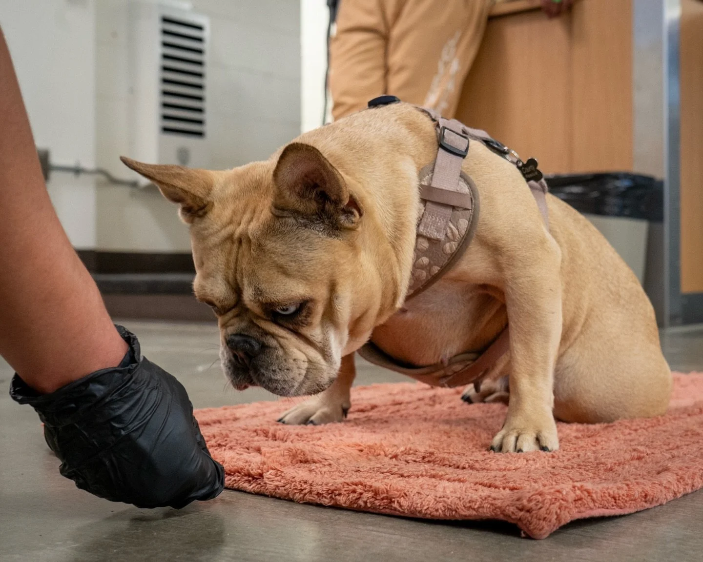 We are rewriting the narrative. ✍️

A loose leash and a solid stay are choices to connect.

These are not tricks.
They are proof of a calm mind. 🧠

The youth are building her resume one day at a time.
They are proving she is safe in a chaotic world.