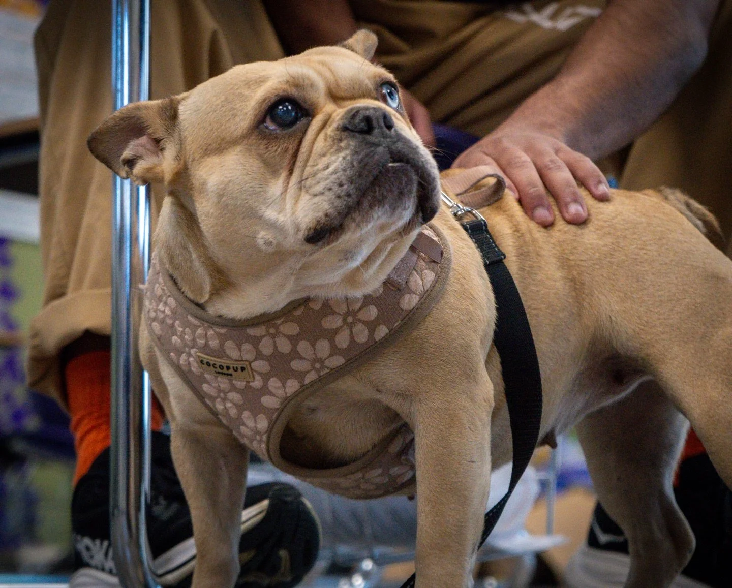 We could not save Gigi without the youth. 💞

Her safety depends on their willingness to train. To show up. To do the work. 🤝

And the youth would not heal without her. She offers a reflection that no human can. She teaches them that their hands can