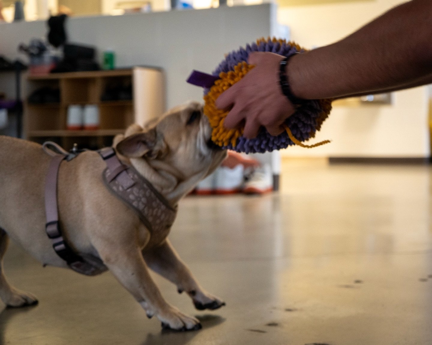 Force creates resistance. &harr;️
It is a law of physics.

Pull tight, and the dog pulls back.

The youth are learning that control is an illusion.
You cannot muscle a relationship into existence. 🛑

The breakthrough comes when they stop pulling.
Wh