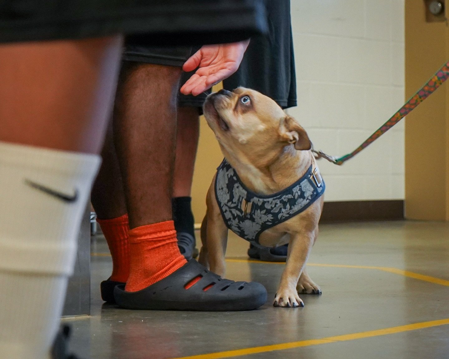 If their heart is racing, she knows.

You can lie to a human. You can&rsquo;t lie to a dog.
They hear the truth of your nervous system. 🫀

To help Gigi settle, the youth have to settle first.

They learn to slow their breath.
Drop their shoulders.
G