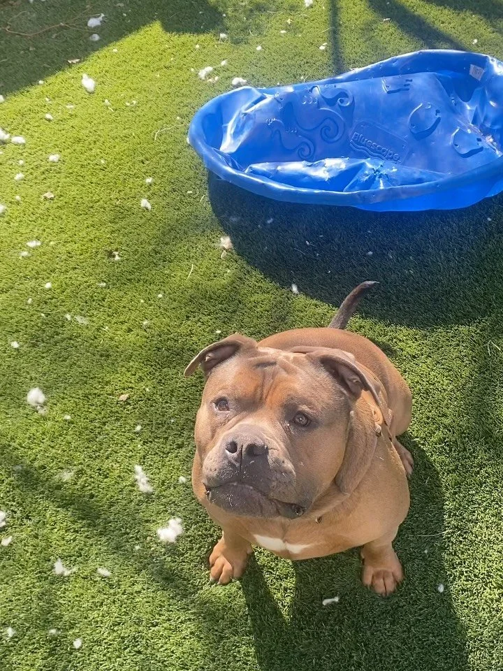 We&rsquo;re making a rare exception to our usual posts today because a sudden loss requires a community response. 🐺

Rio is a two-year-old American Bully navigating a heartbreaking transition. His family rescued him nine months ago. His favorite per