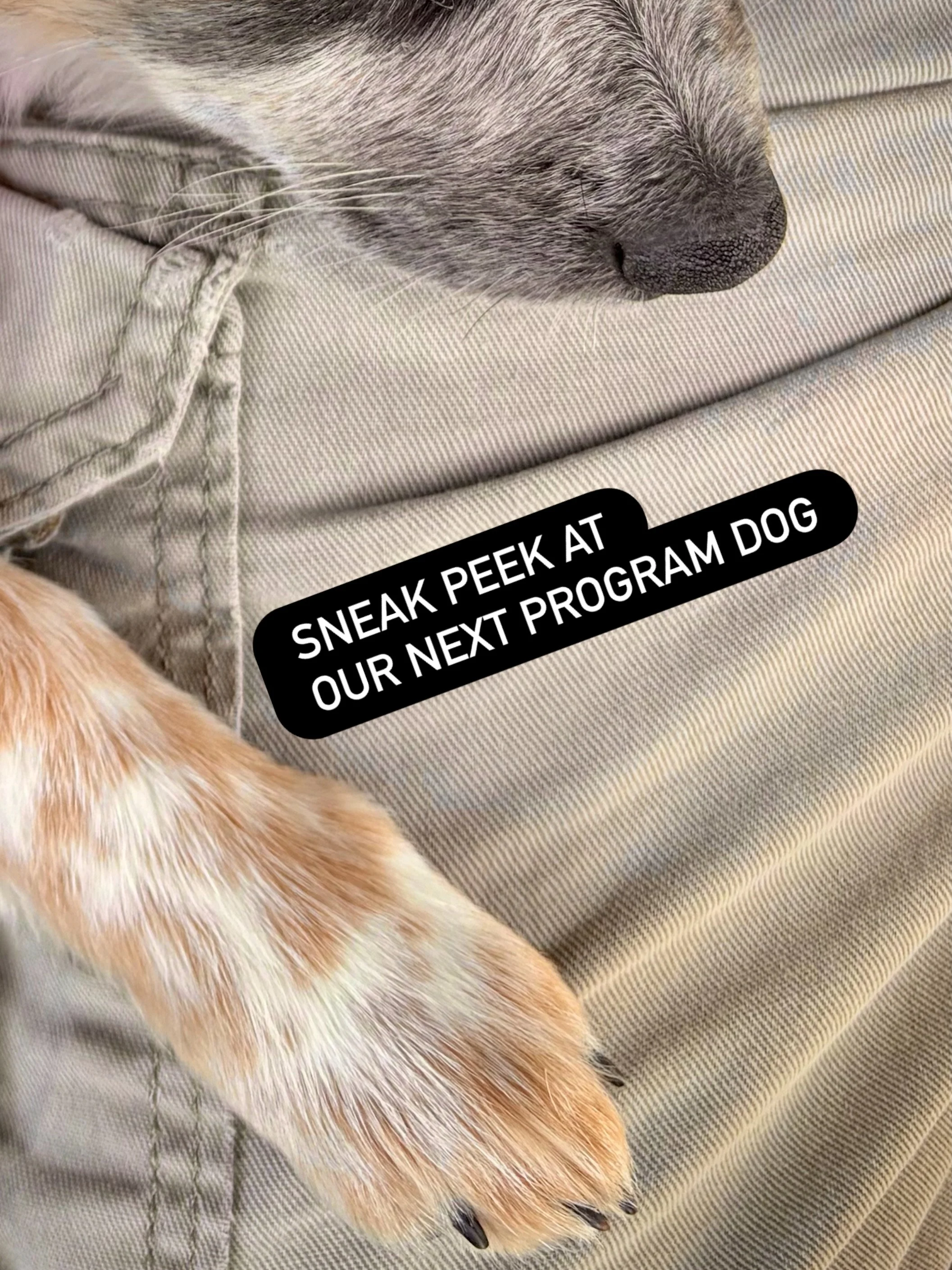 There&rsquo;s a new pair of paws arriving soon. 

Get ready to meet our newest program star in a few days! 🐕💛 

Turn on post notifications to stay up to date. 📲 

livingunchained.org | #unchained #centralcoast #montereycountyjuvenilehall #salinas 