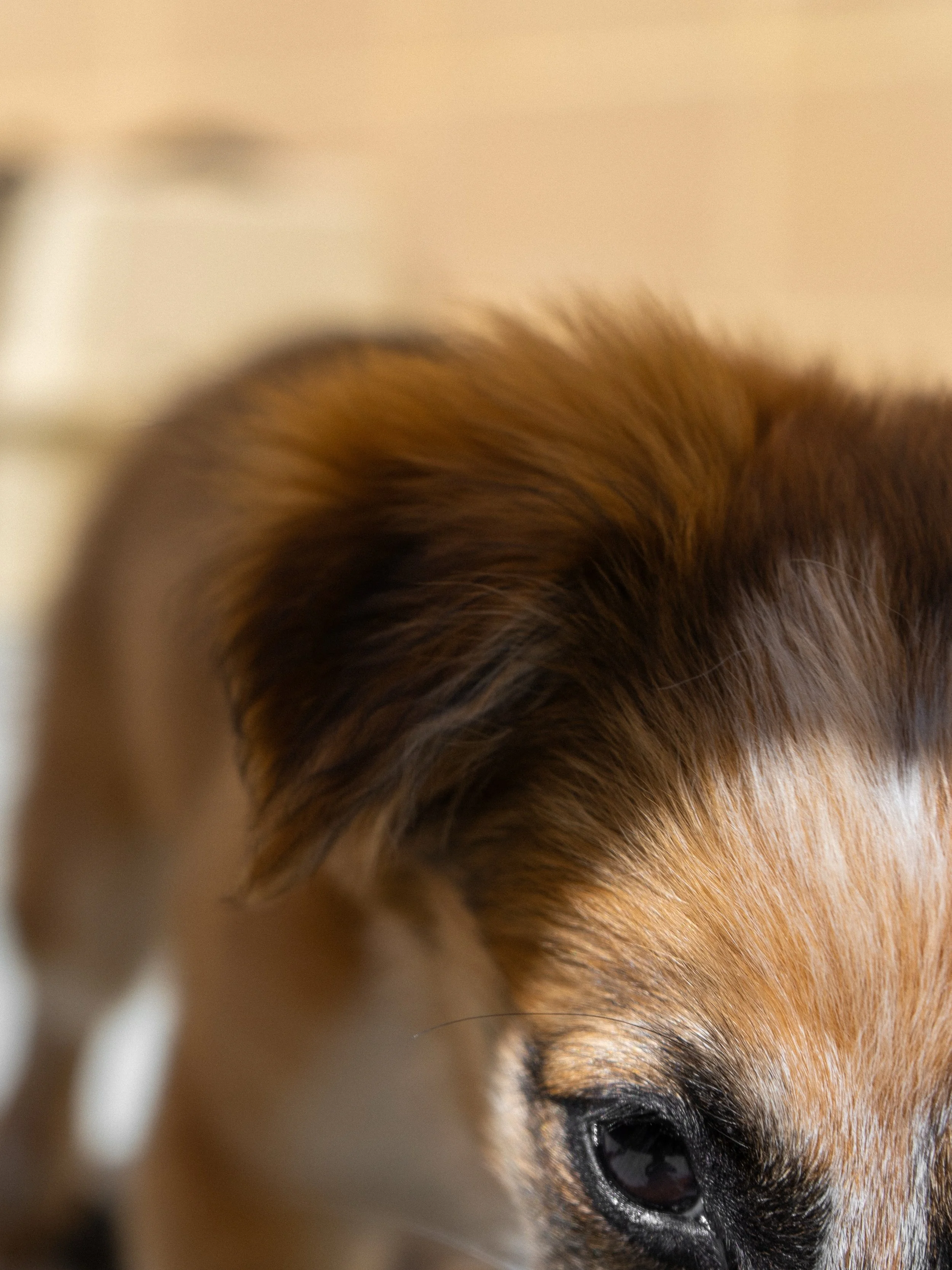 First day of school complete! 🐕&zwj;🦺

We just wrapped up the very first day of our new 10-week Canines Teaching Compassion program at Monterey County Juvenile Hall. 🥳

Here&rsquo;s a closer peek at who&rsquo;s joining us this session. Turn on you