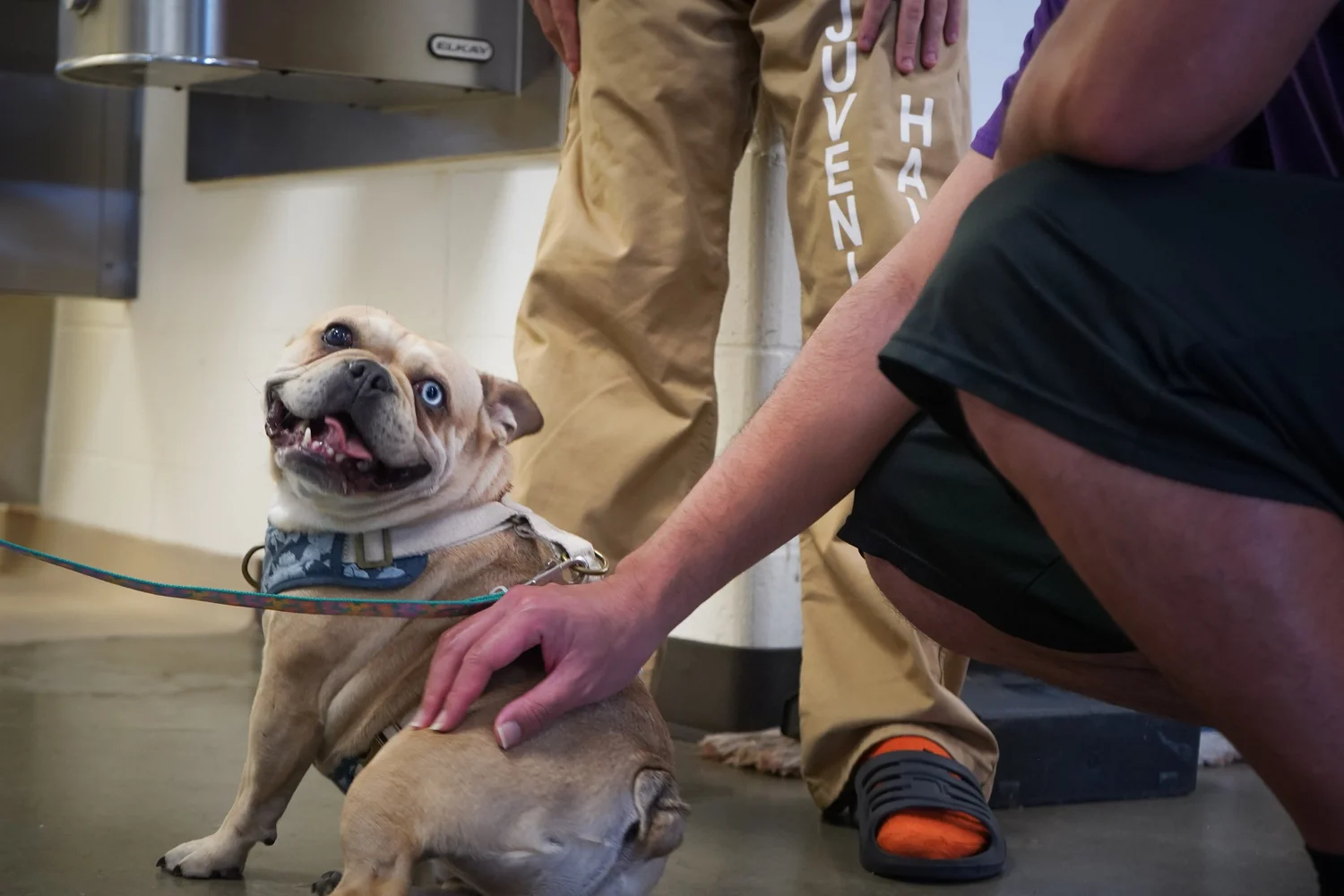 A rescue dog connects with a young participant during an UnChained program session in Monterey County.
